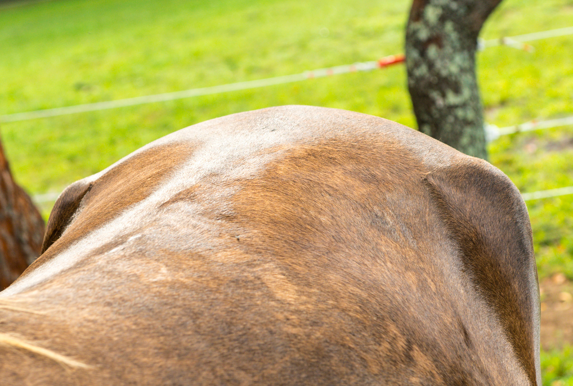 Large hips of a registered Mountain Horse. This is one of the feather this breed is known for.