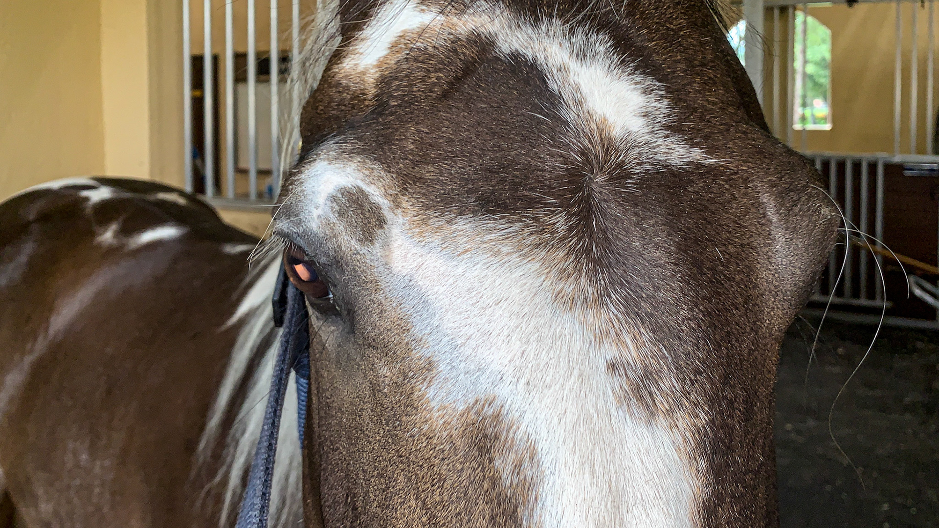 This paint horse has a flaxen mane and sabino markings where the pattern boarders are not crisp. Note the gray hairs spill from the white areas into the dark areas.
