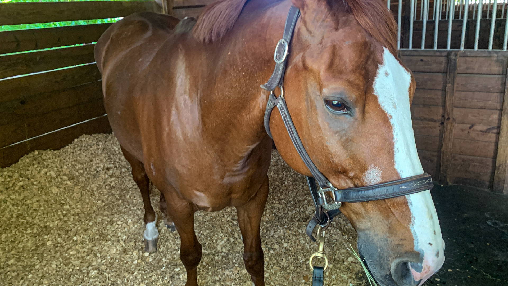 A chestnut horse with a star, stripe and snip face markings. Also note the white hairs on the side of the face next to the nose piece of the halter.  This is an official sabino horse.