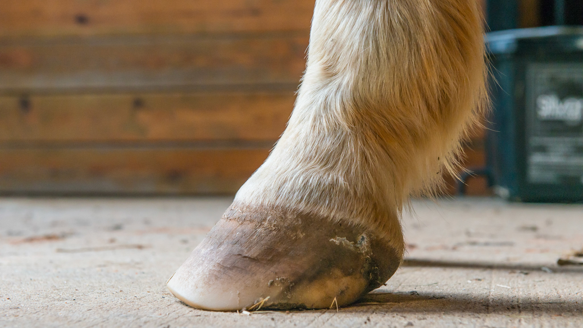 Horse B - 6 months after changing farrier - LF