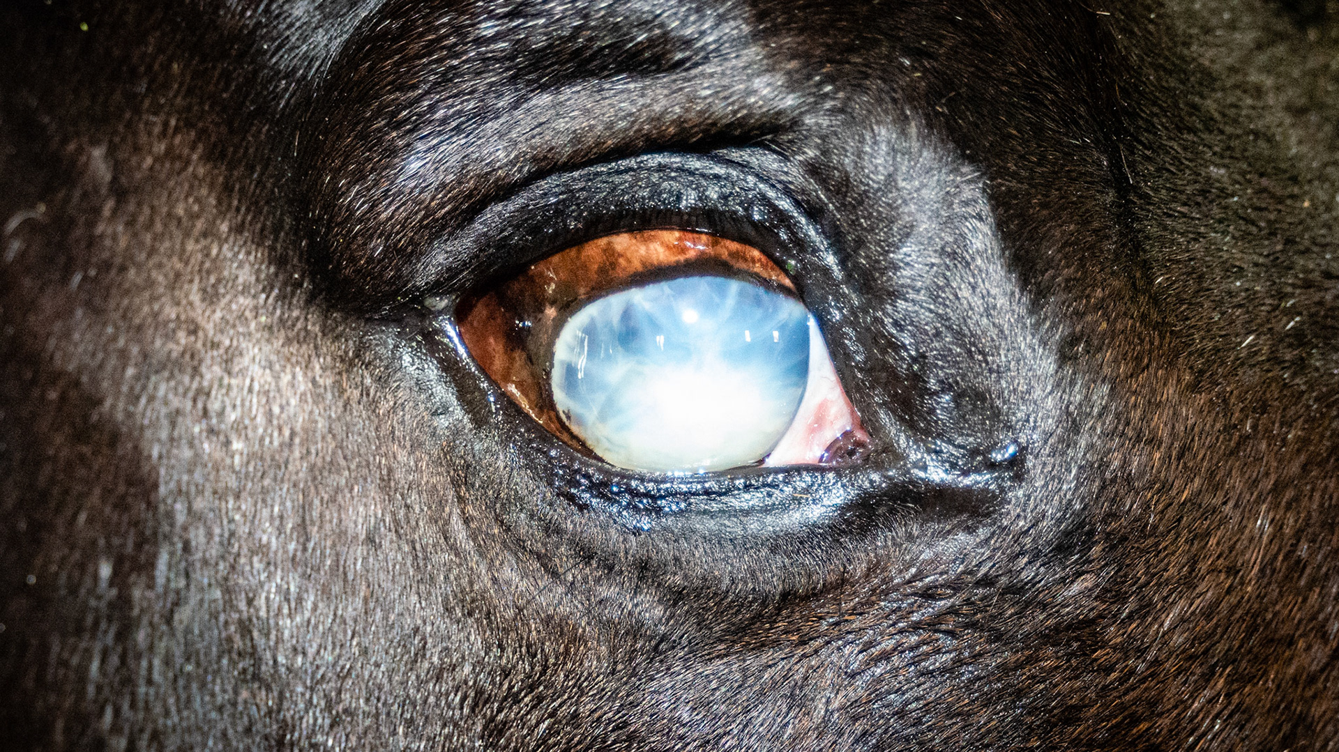 Horse F - Non-visual eye with decreased size due to trauma / puncture.