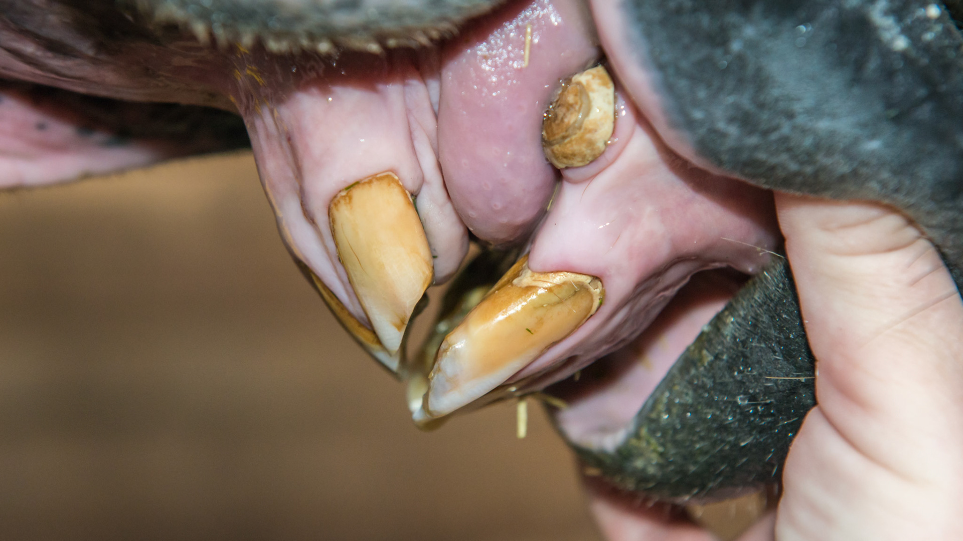 EOTRH horse 12 - a 25 yr old QH G with decay and feed impaction at #403, 101, &amp; 301's , extra lower incisors, cap remnants behind 301/2/3, gum recession of central lower incisors.