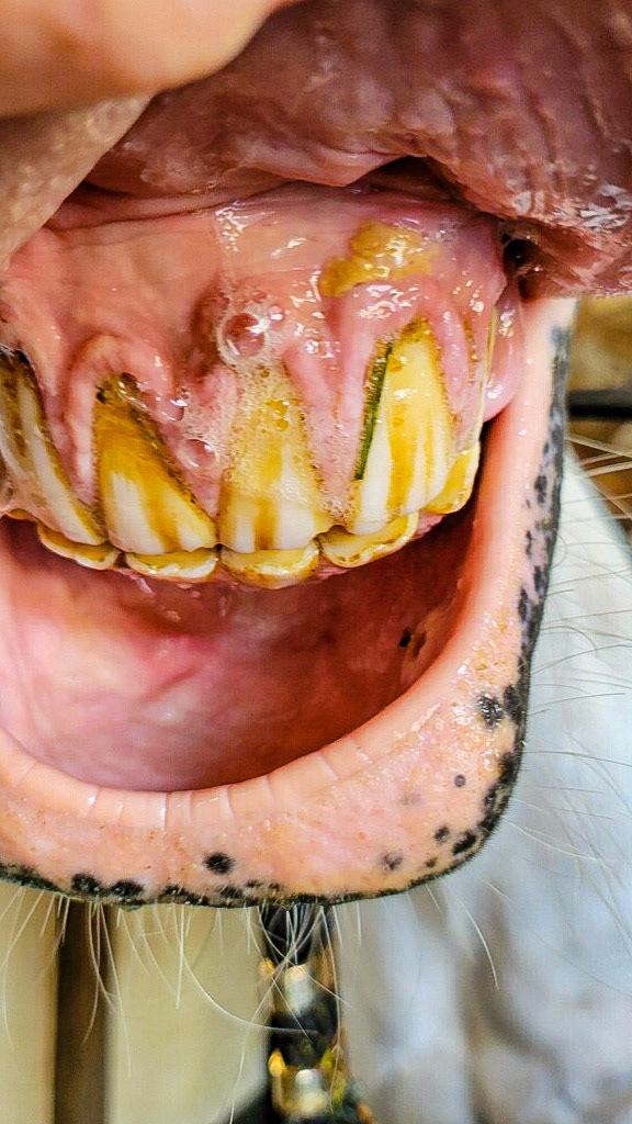 From someone - uncertain of case but the lip lesion is good.
