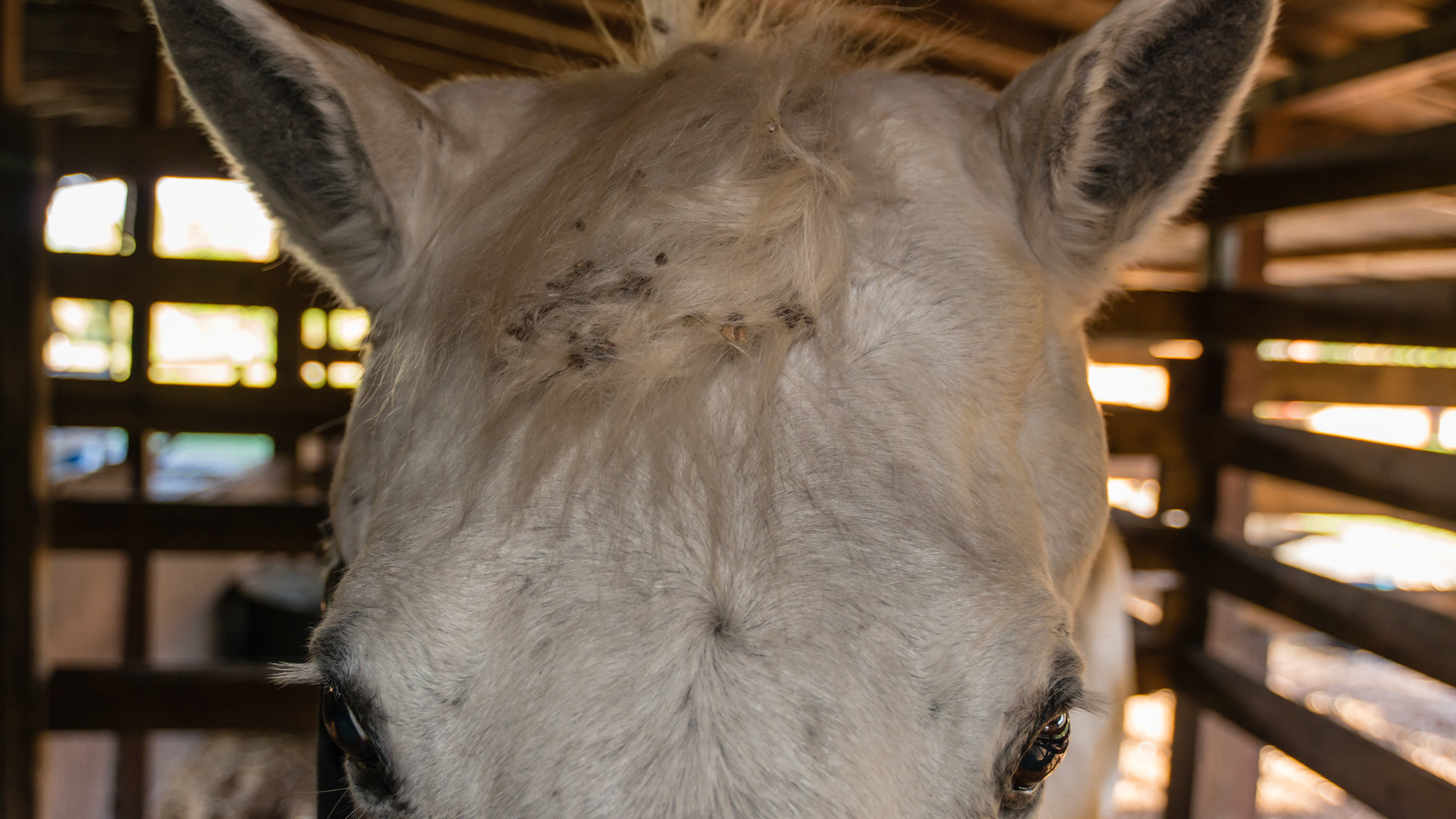 Melanoma in a 25 yr old is large at the base of each ear.
