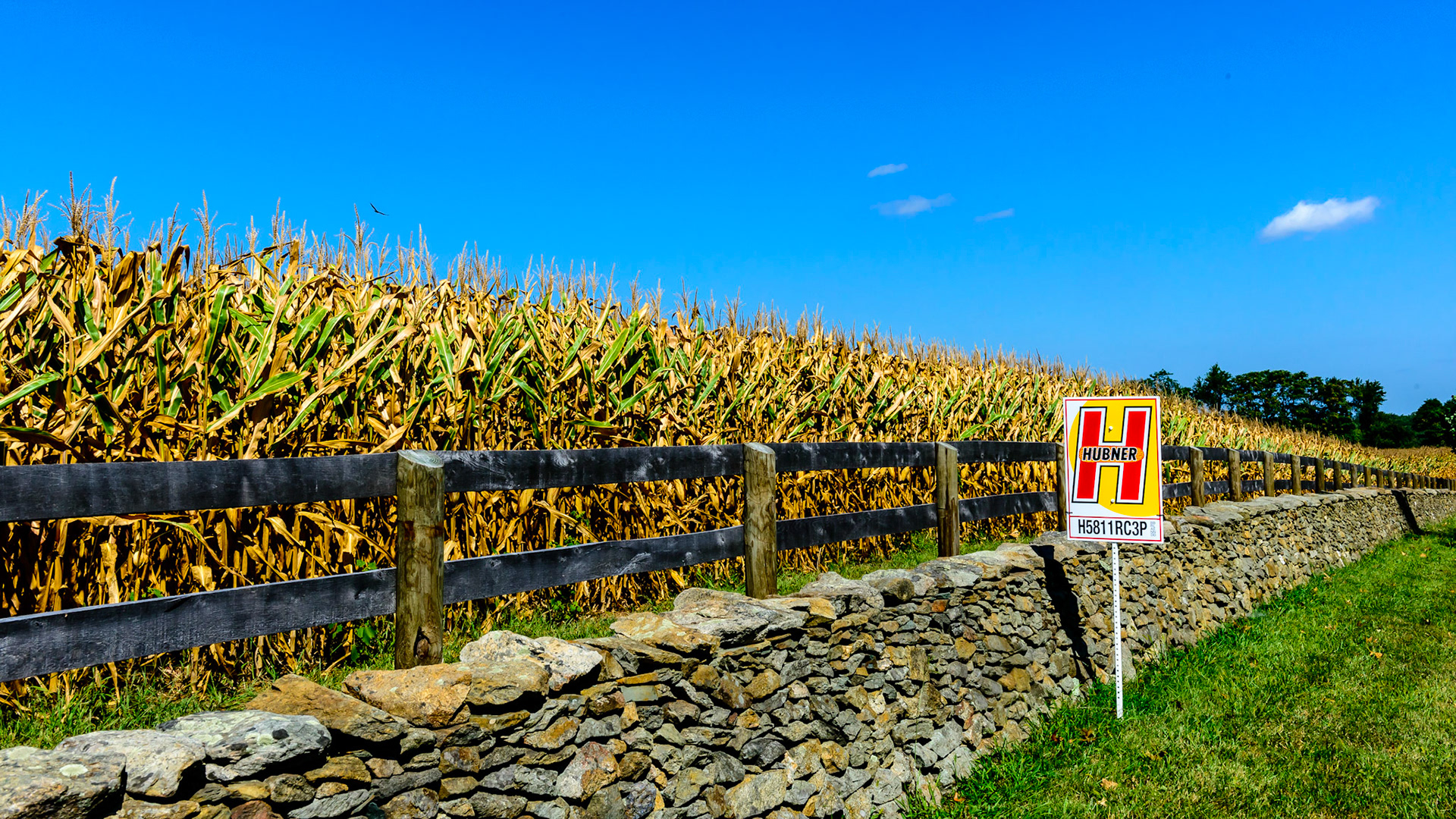 Corn is genetically modified naturally by mixing varieties to create “blends” as this sign announces. The effect on the body physiology is not addressed.