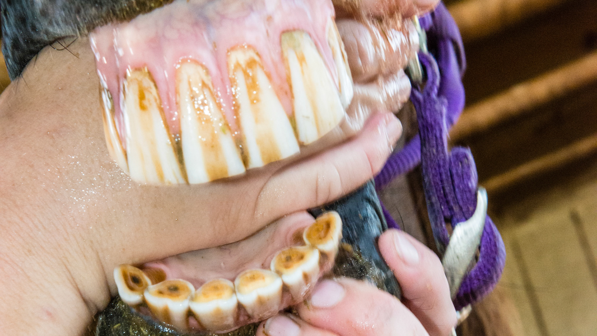 Chewing motion horse 2 - 15 yr old TB with loss of right masseter muscle for over 10 years and atrophy of the left masseter muscle. See movie. Jaw has a limited range of opening, is painful to open wide, and is maxed in the picture of the opened mouth. Her right arcades are always sharper. Her left arcade is sheared with an acute occlusal angle, and tarter accumulates along the upper left arcade.