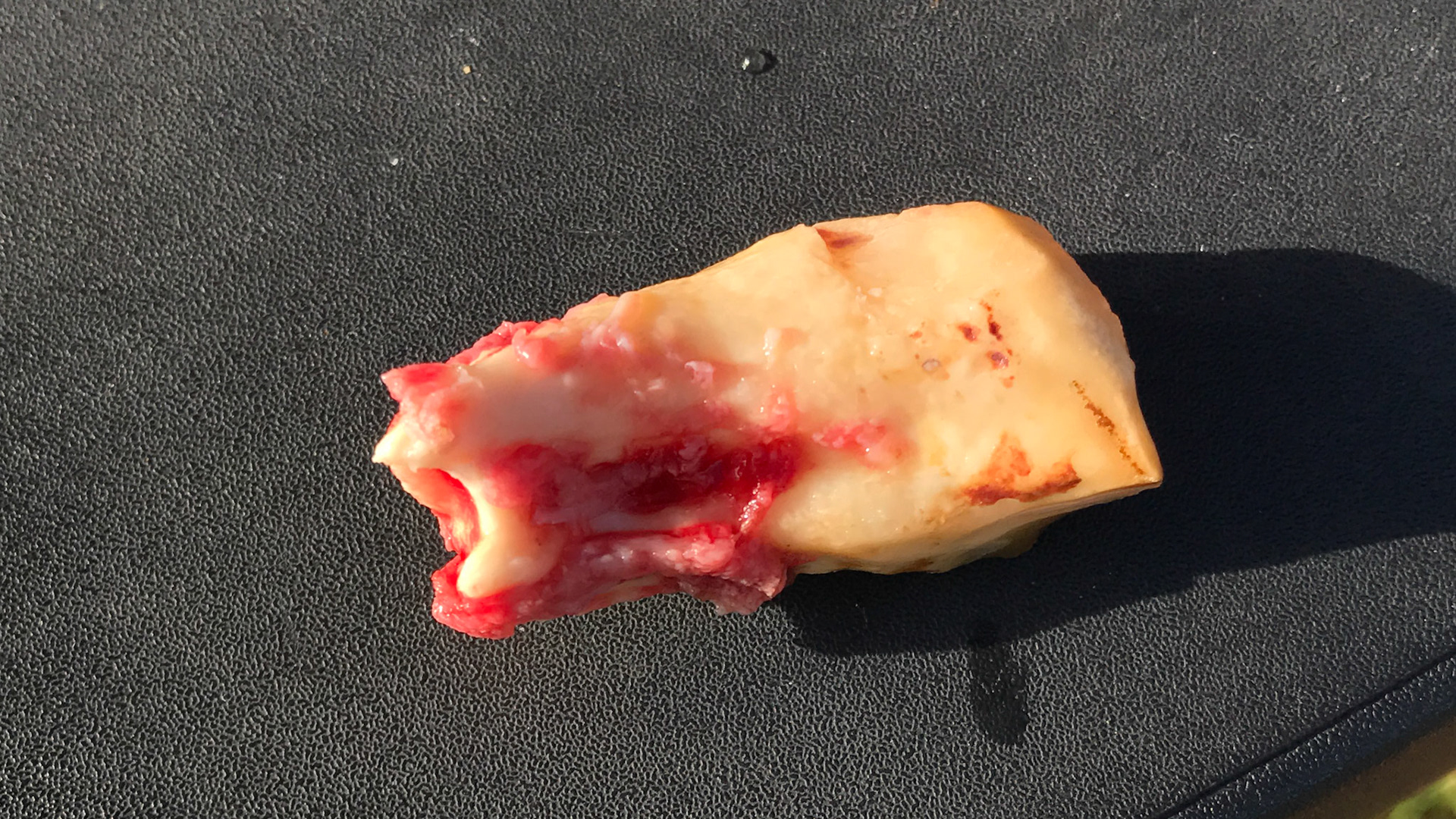 An extracted decayed incisor from a horse with EOTRH.
