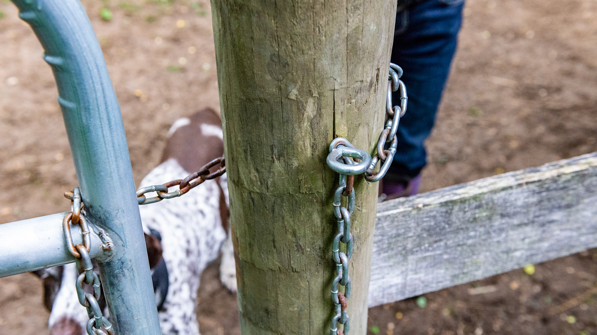 1 of 3 - This is the opened chain latch for the gate. A screw eye is placed through a chain link so the chain never falls to the ground.