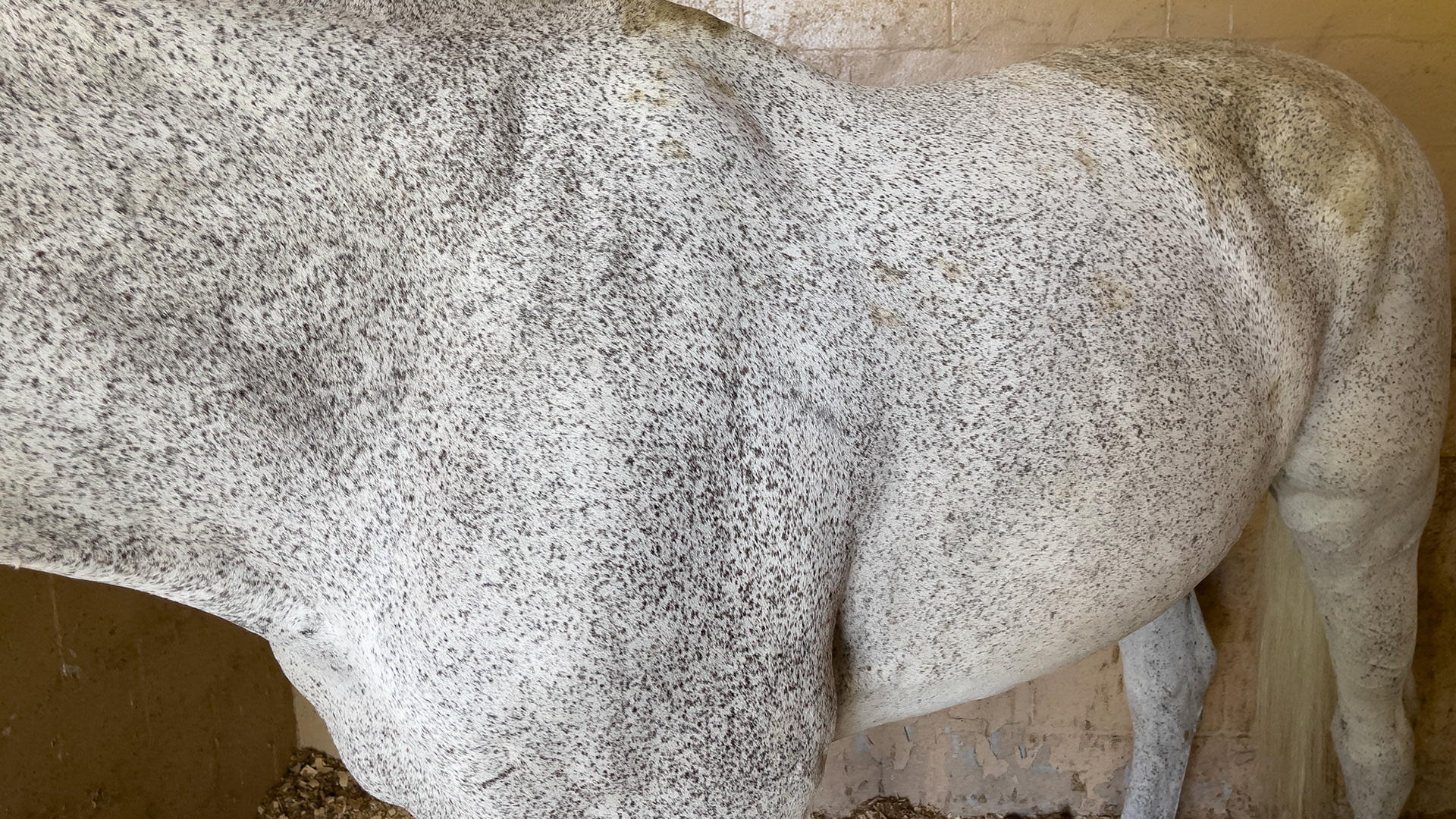 Flea-bitten gray pattern.