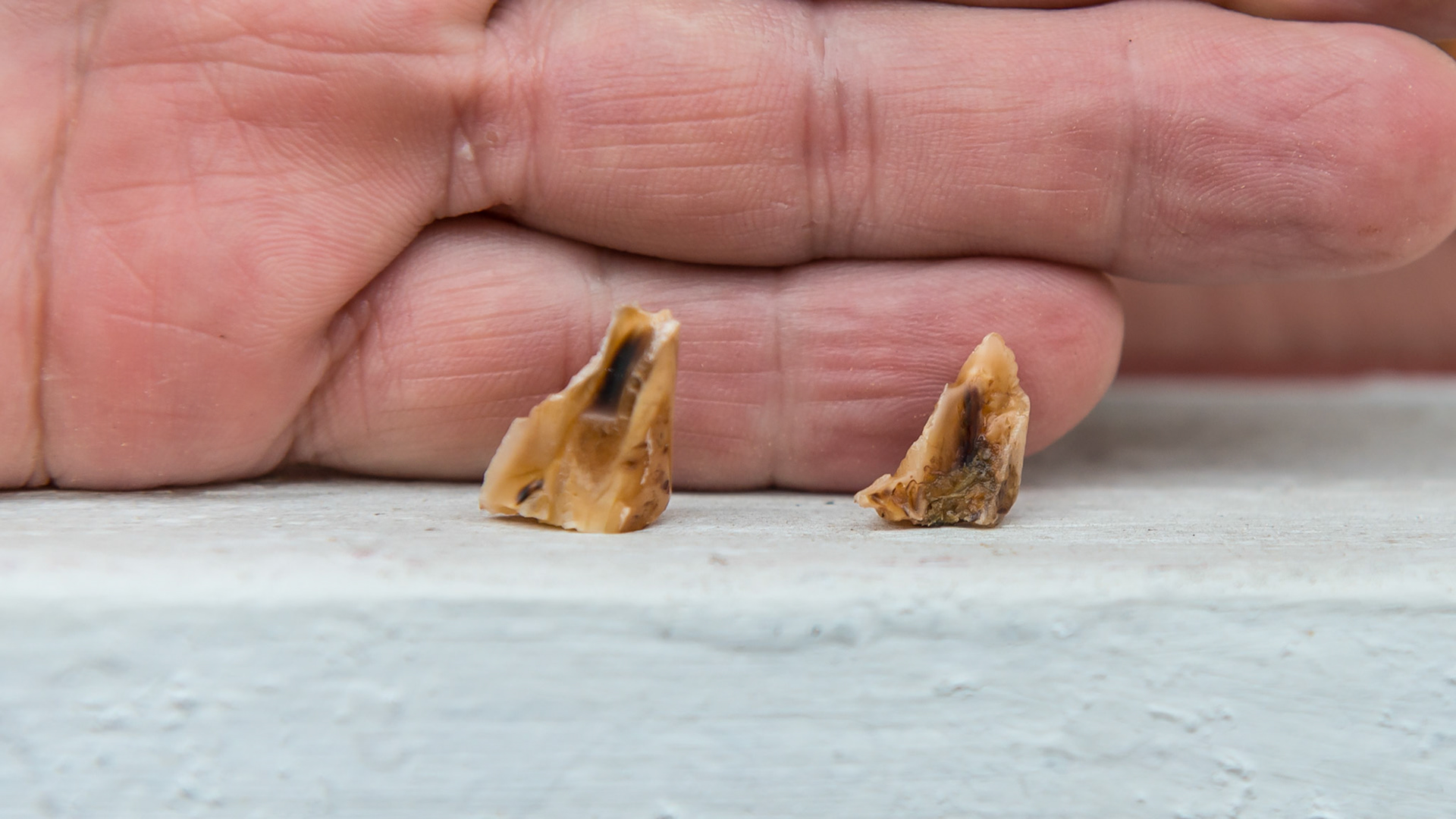 Hooks cut in pairs from both last lower cheek teeth.