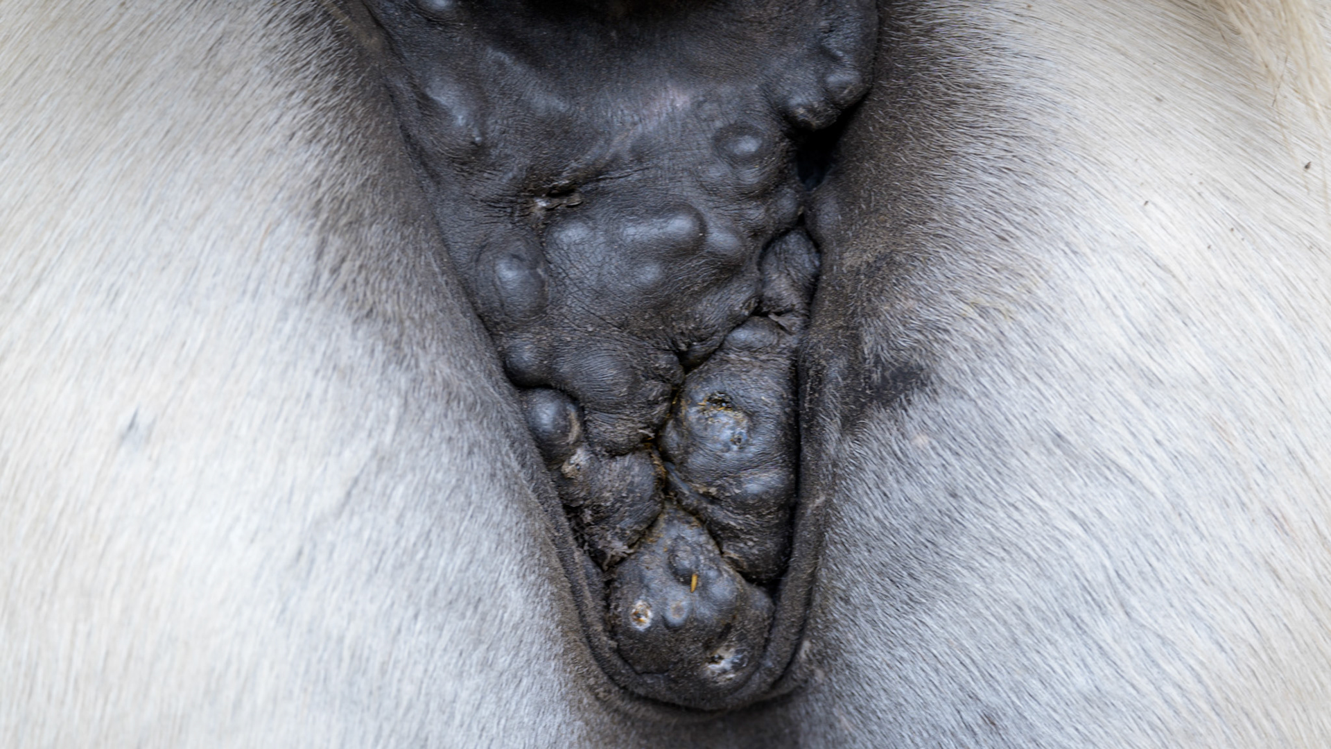 Horse A - This horse has been on a no grain diet for 2 years with the addition of some extra protein.  They have diminished in size as seen by the decreased diameter of the nodules.  In addition there is no oozing or any other signs of inflammation.