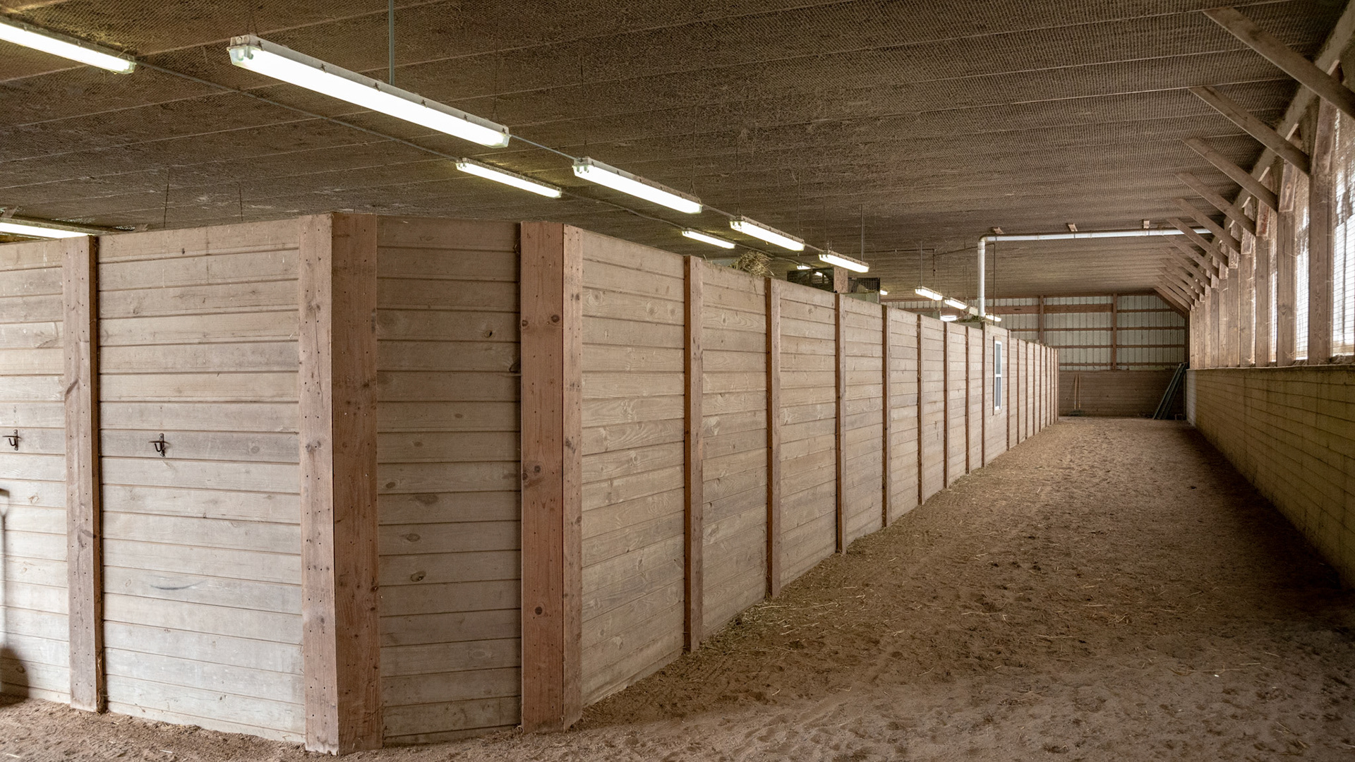 Jog track inside the barn and going around the interior placed stalls. The wall seen here is the back wall of the stalls. Birds are kept out by the chicken wire covering the ceiling joists.