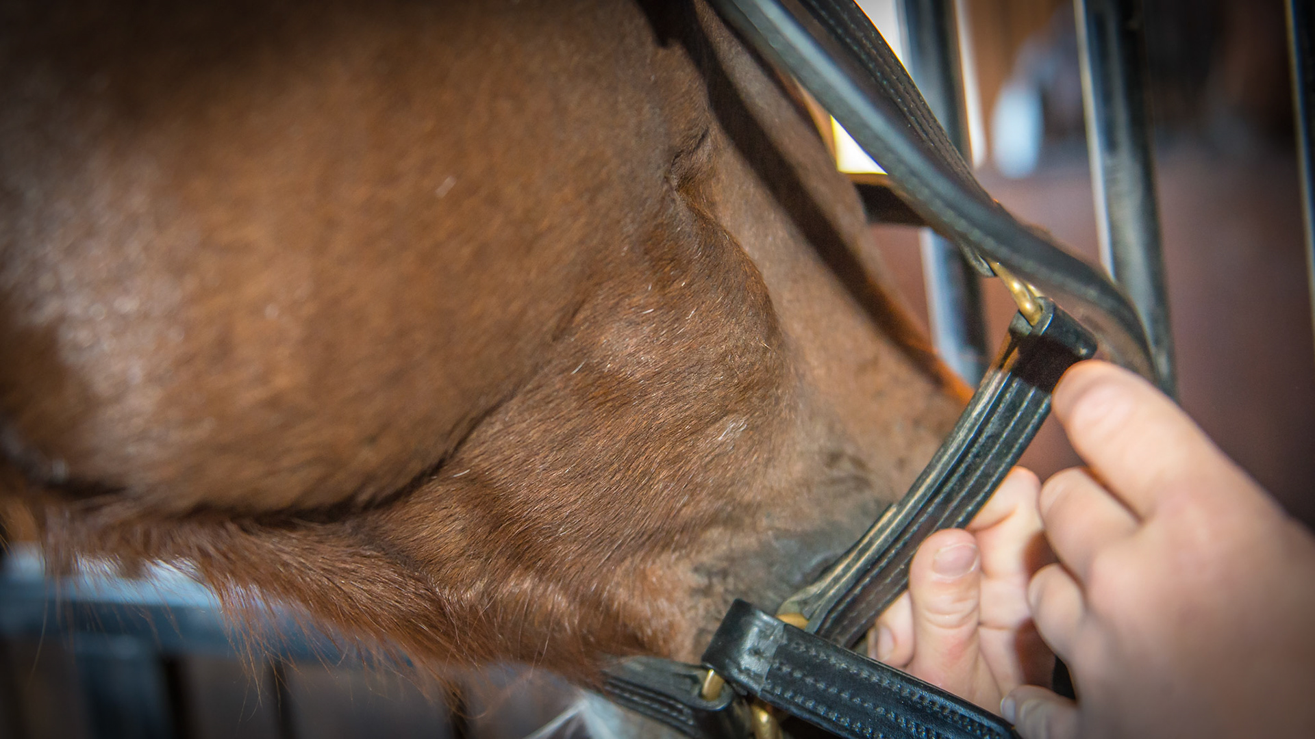 Very sensitive horse with sharp cheek teeth packing hay in the right cheek.  The lump was non-painful and firm