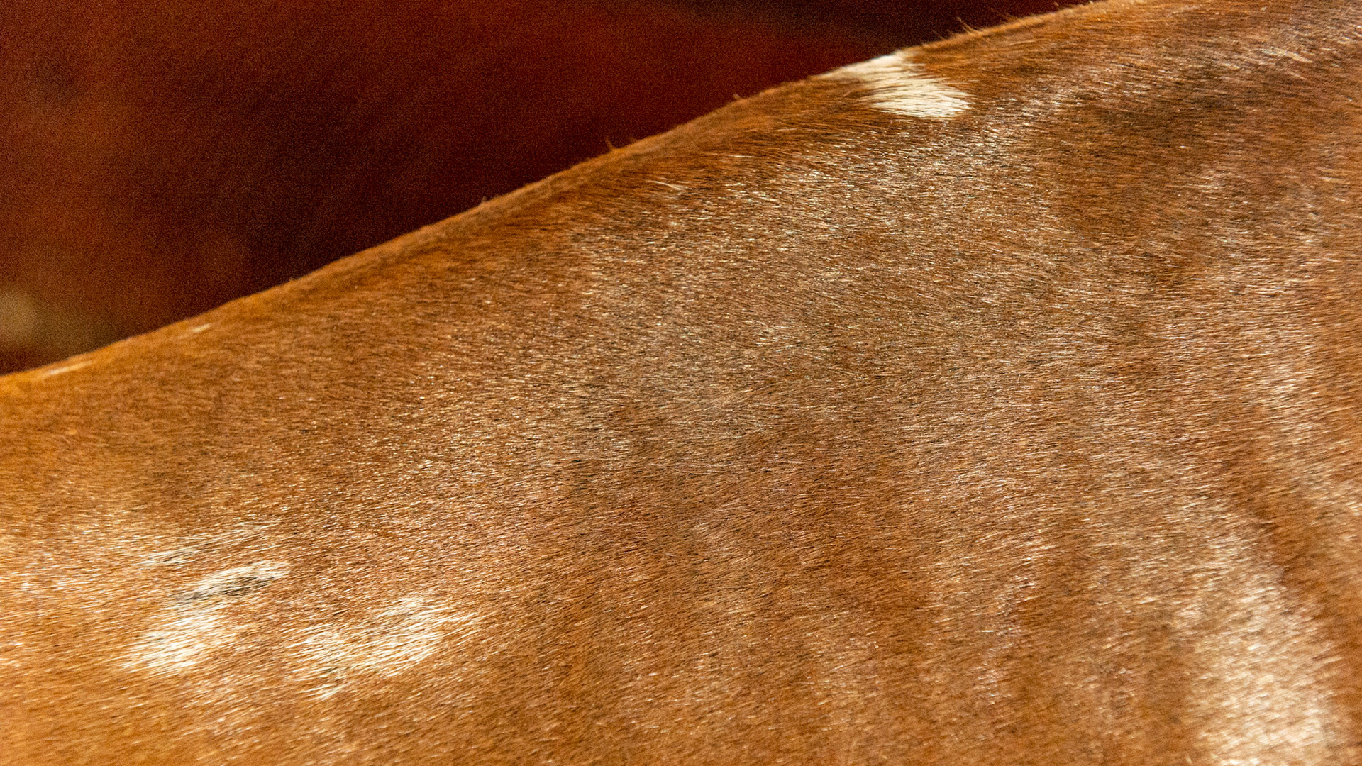 White scars from injury - maybe from an ill fitting saddle.