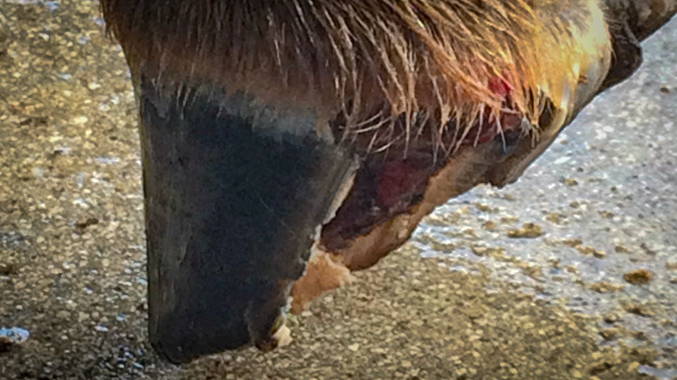 The owner snapped this image of her horse who had just lost the heel of this hoof.  It was very bloody.  Here the avulsed hoof wall has been removed.