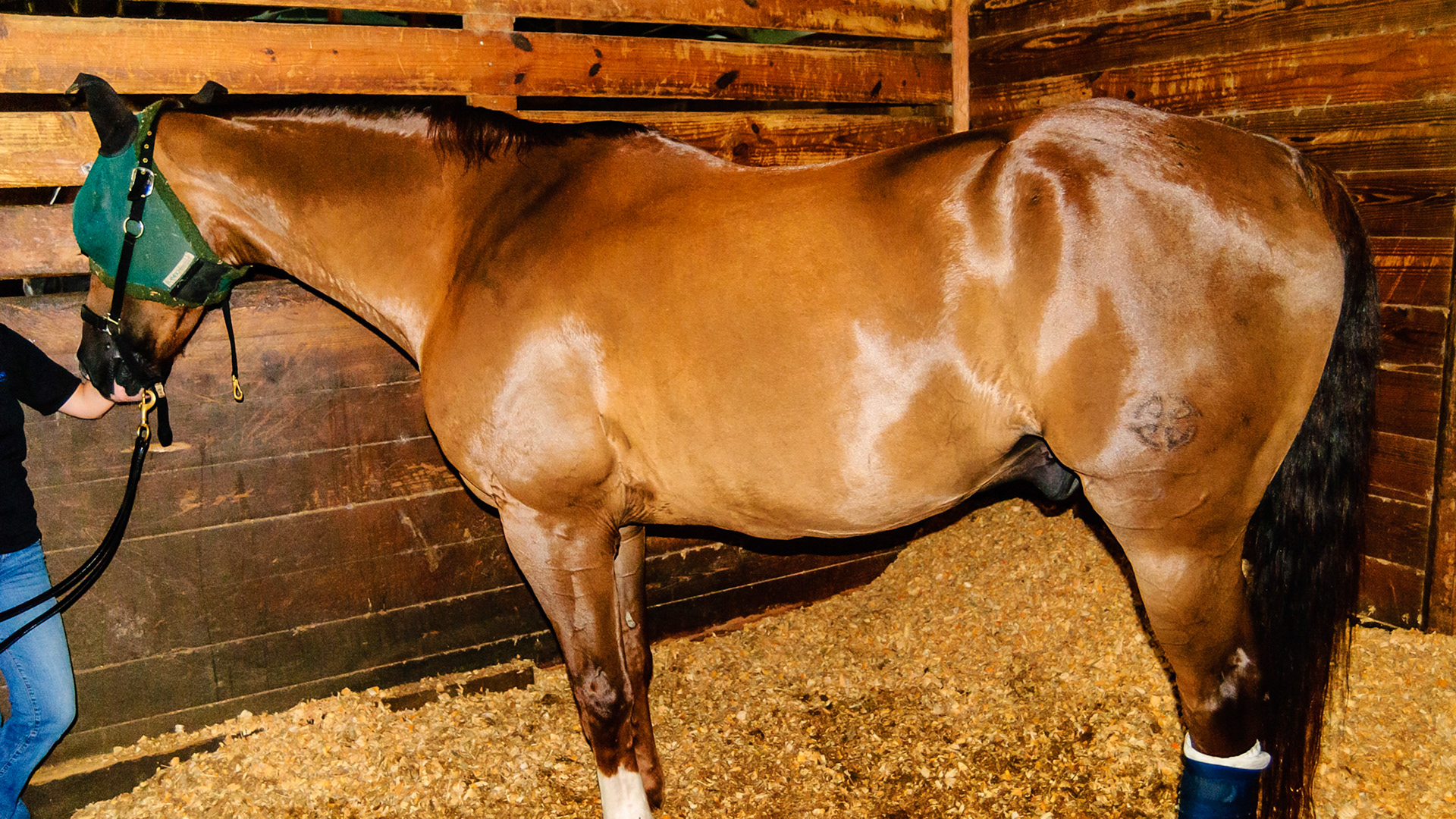 Ineffective incisors but the horse is in good condition and chews well.