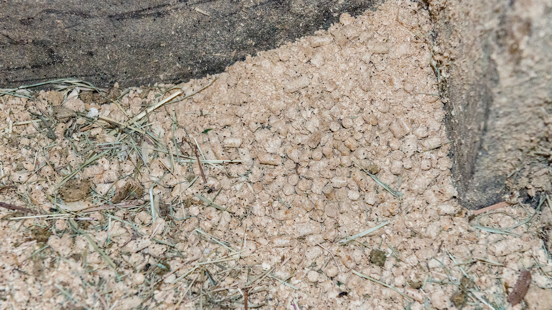 Bedding of wood pellets that have been allowed to crumble into sawdust.