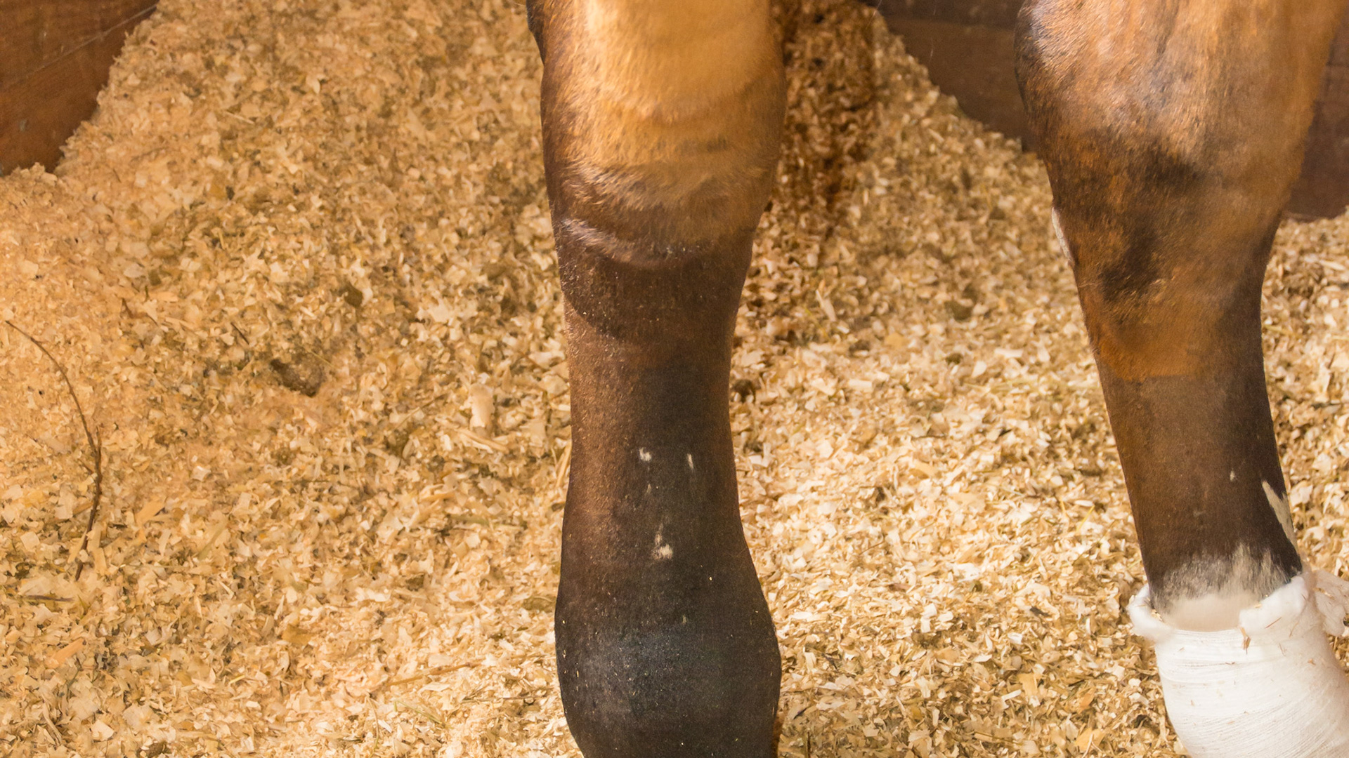 Lymphangitis is inflammation of the lymph system that flows throughout the body. When blocked, the tissue becomes swollen and susceptible to infection. It is unlike stocking up because 1) it is usually in one limb, 2) there is usually more heat, 3) it is painful, 4) it is not pitting (you can’t leave a finger indentation. Lymphangitis is a serious medical condition.