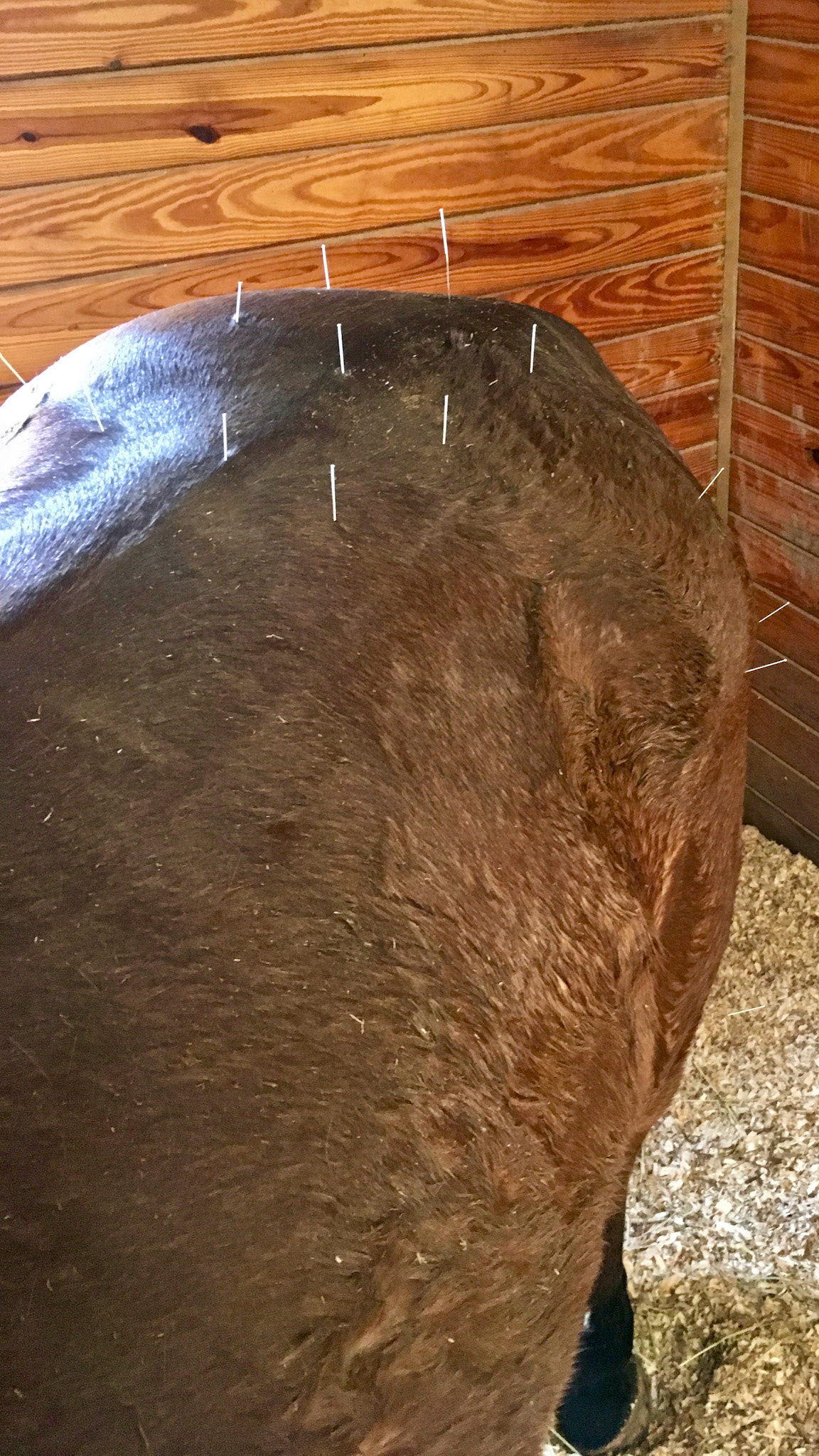 Acupuncture needles in place for a sacroiliac joint and upper hind limb treatments.