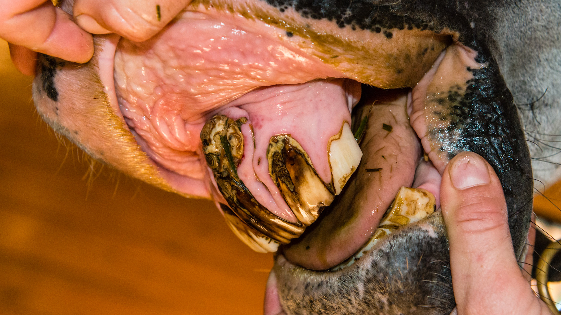 Incisor tumor - This is 6 months after the 1st images. Still non-painful. Owner brushes the tooth daily with toothpaste.