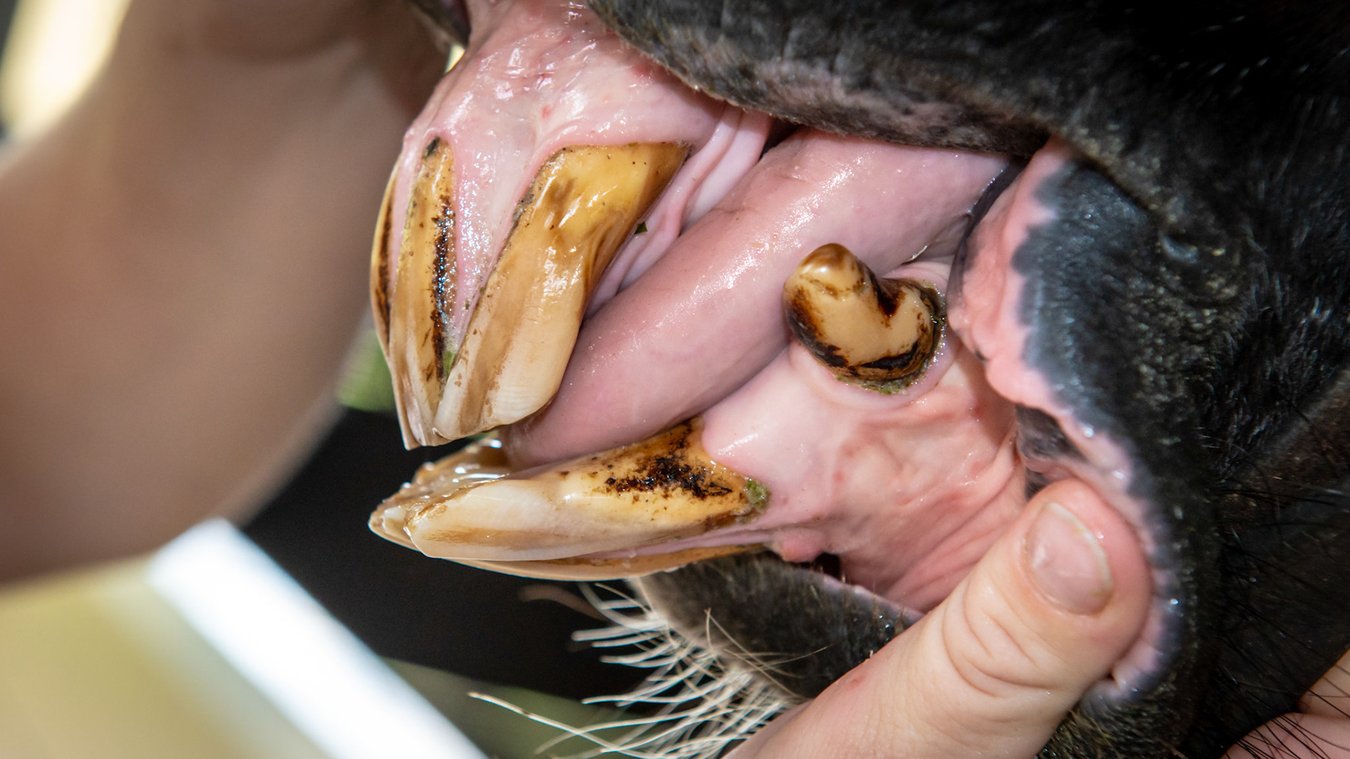 EOTRH horse 14 - 7/29/1986 = 27yr 3mo WB S - Early EOTRH and an underbite but only from the forward displacement of the lower left incisors. Note more receding gums on the lower left tongue side  and upper left lip side than on the right.