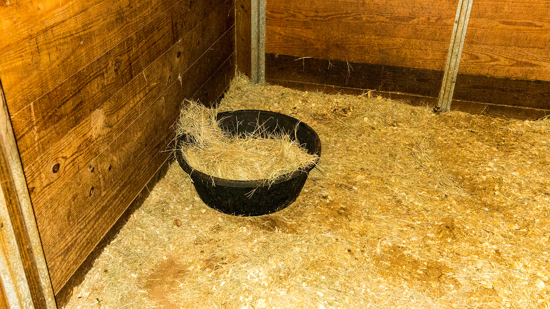 Hay contained in a rubber feed bucket on the floor.