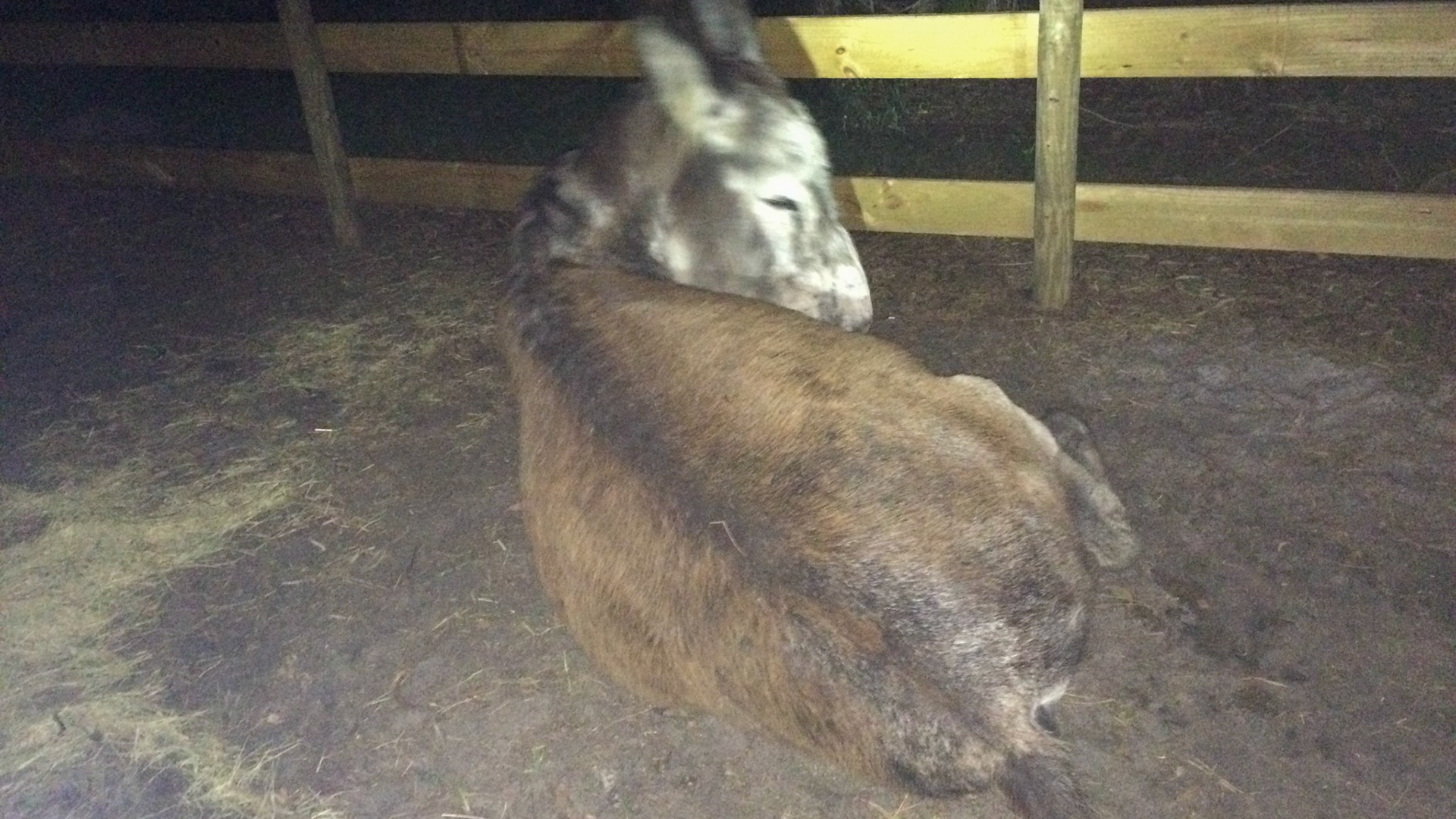 2/29 - Donkey birth - The mare will often lie down and act as if she has colic.