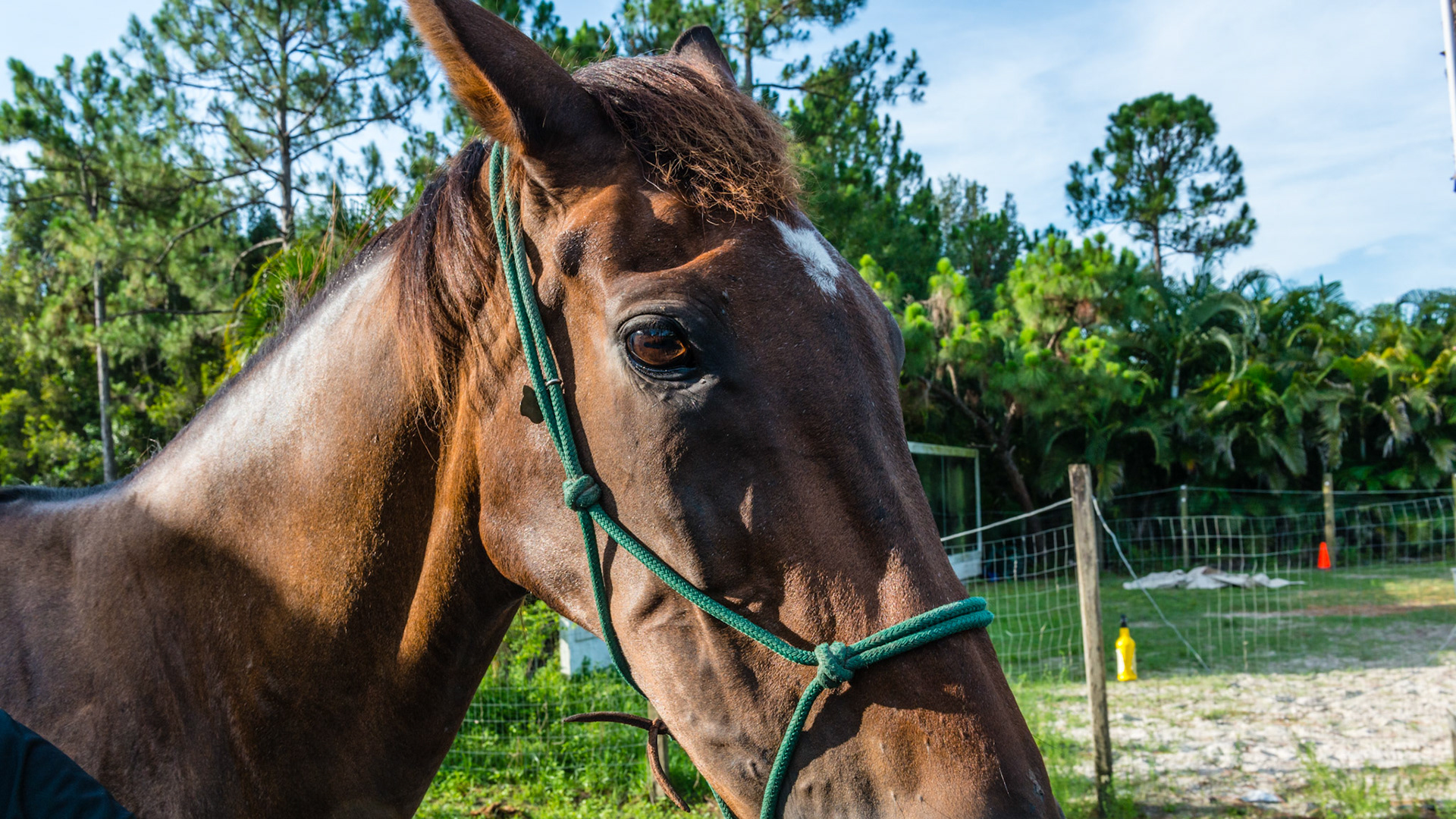 Chewing motion horse 1 - R masseter muscle atrophied and horse unable to open the mouth