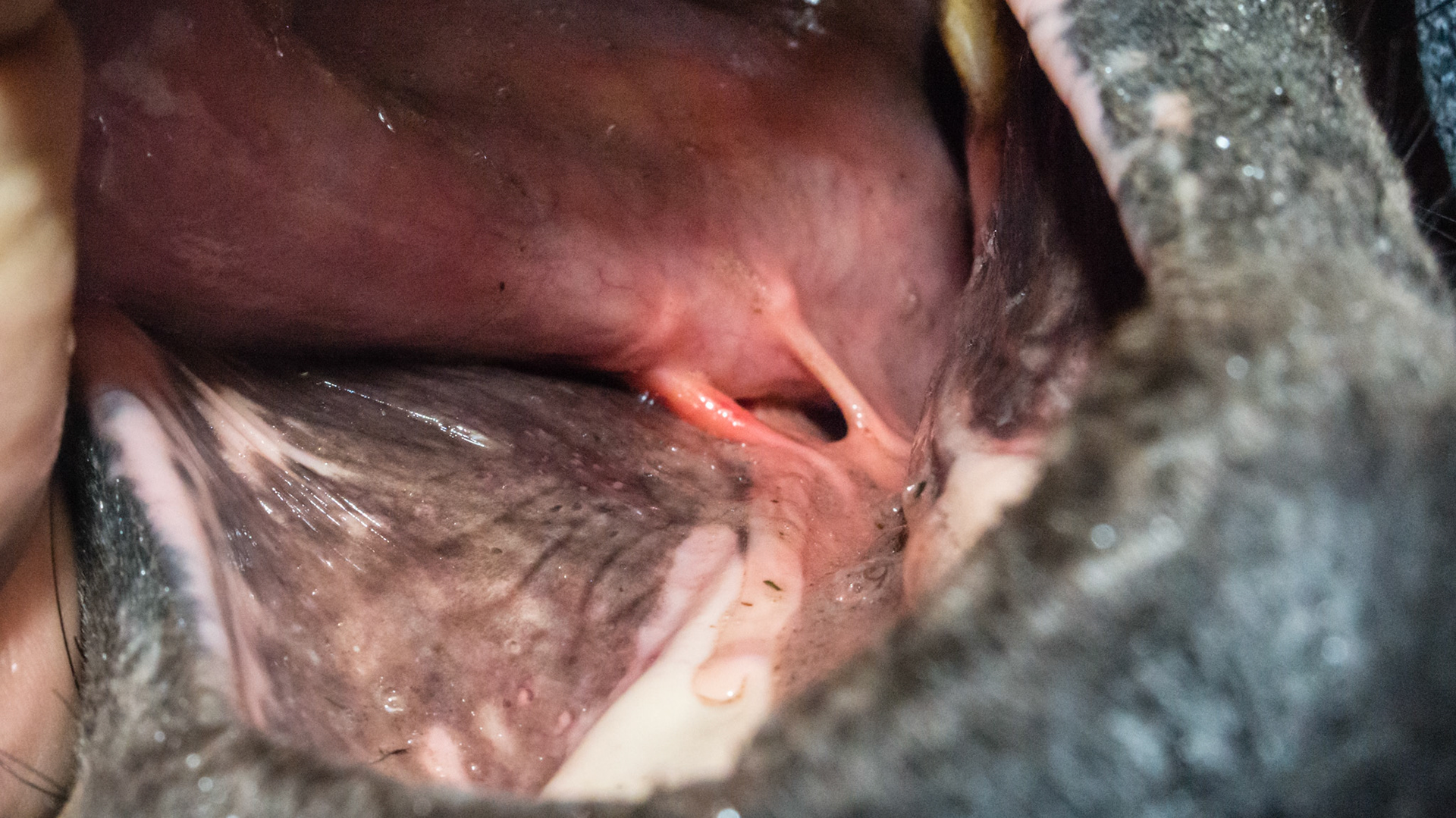 Frenulum - the tissue connecting the base of the tongue to the mouth- with an old tear. Incidental finding