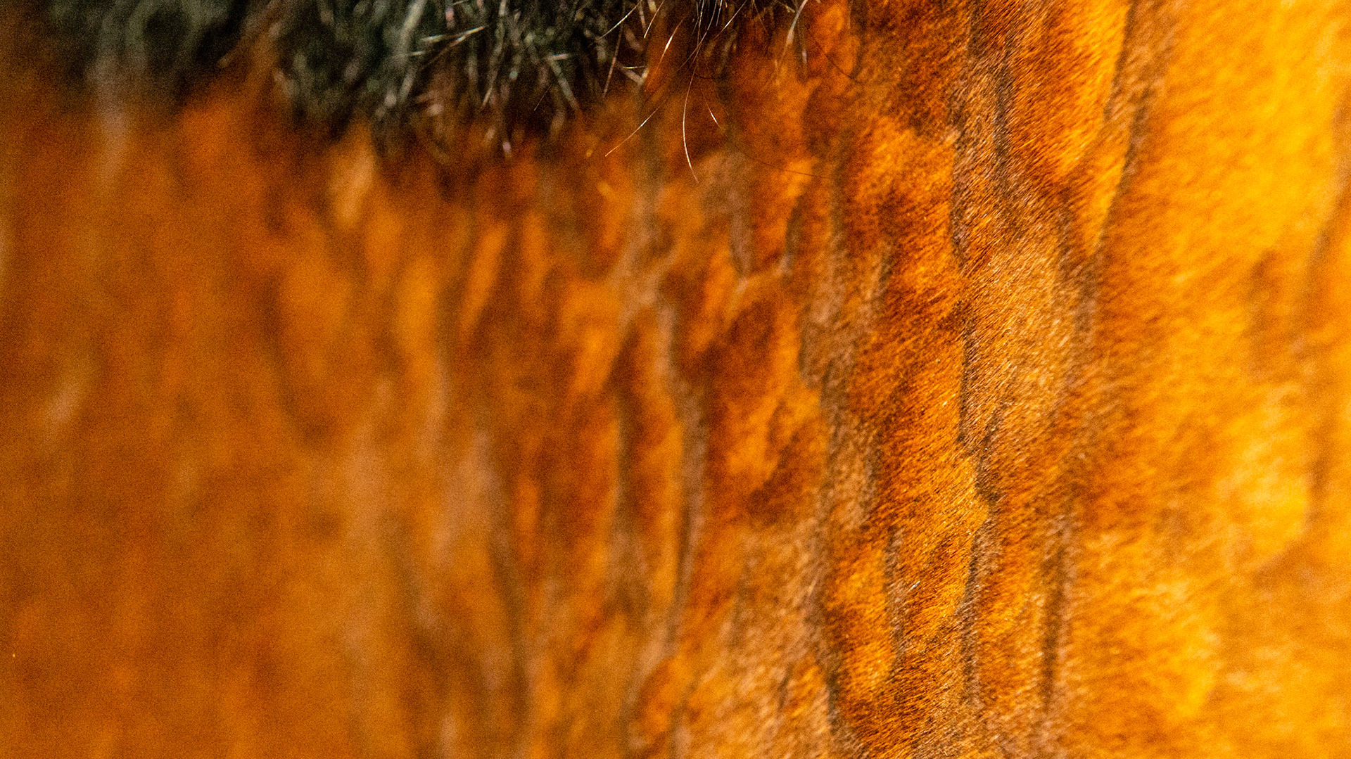 2nd bout of hives in 24 hrs. No other signs of anaphylaxis. Presumed cause is Previcox which he has been on for 20 days. No other changes.