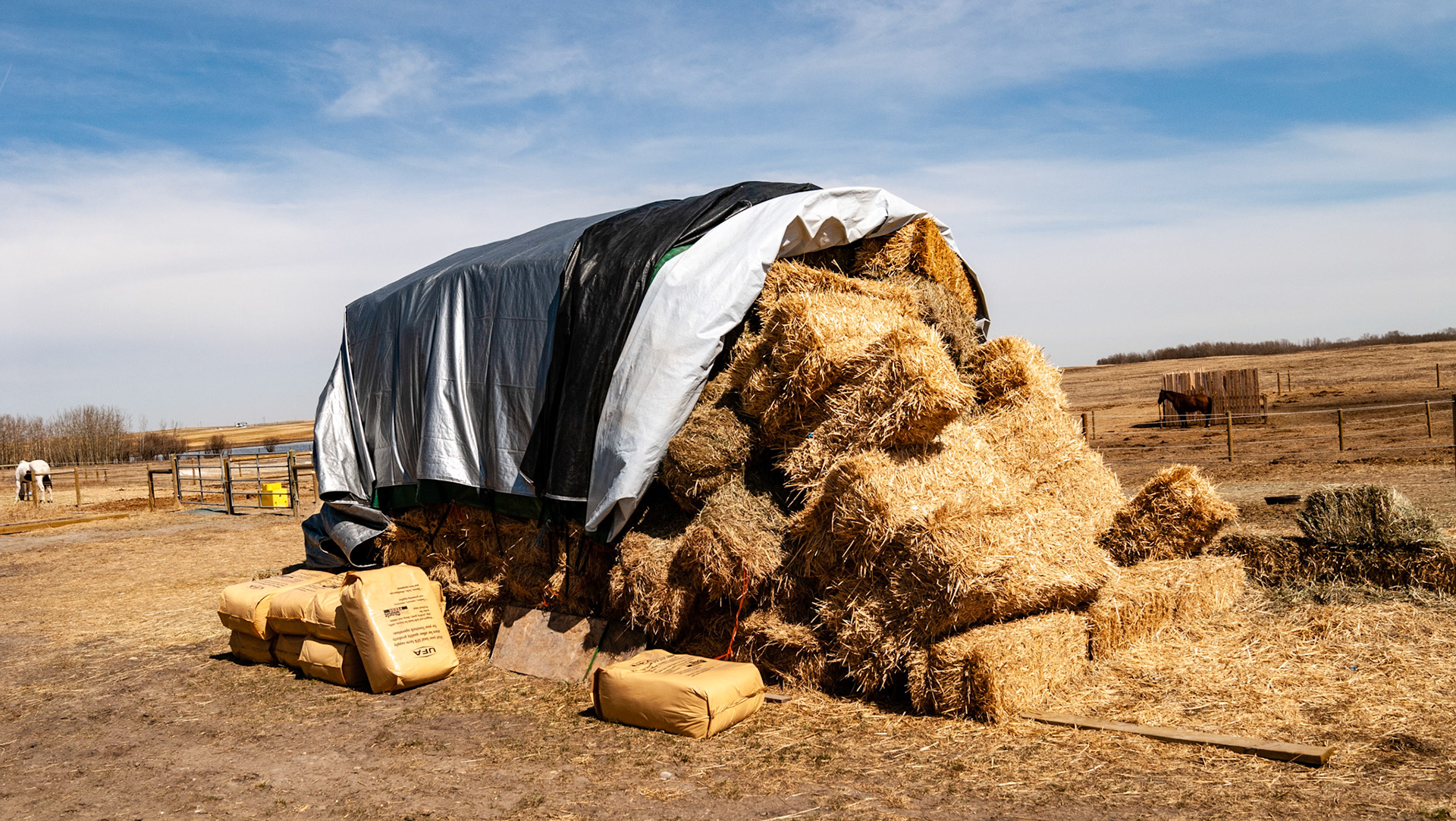 Straw bales stacked and tarped in northern Canada in the spring