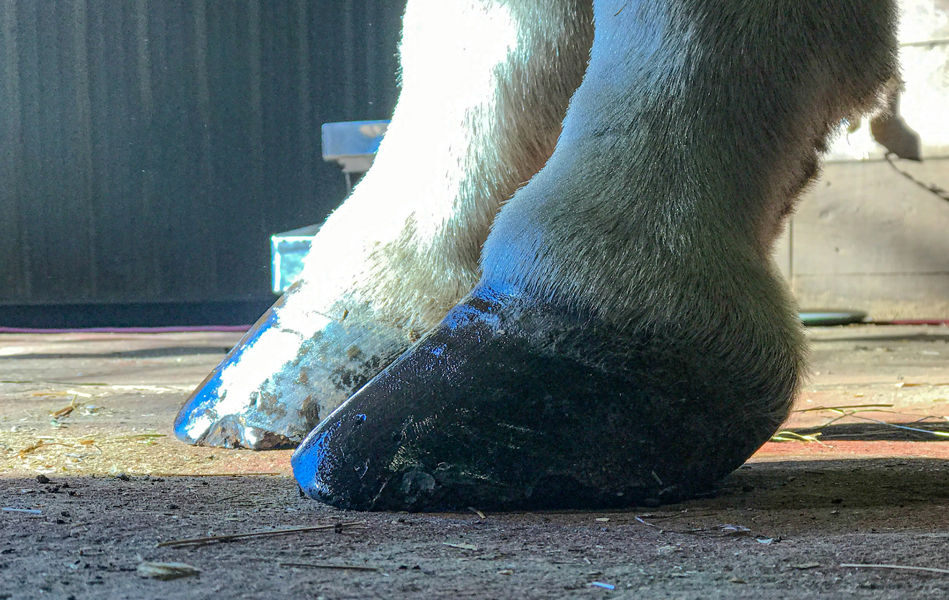 Broken pastern - hoof axis with under-run heels.