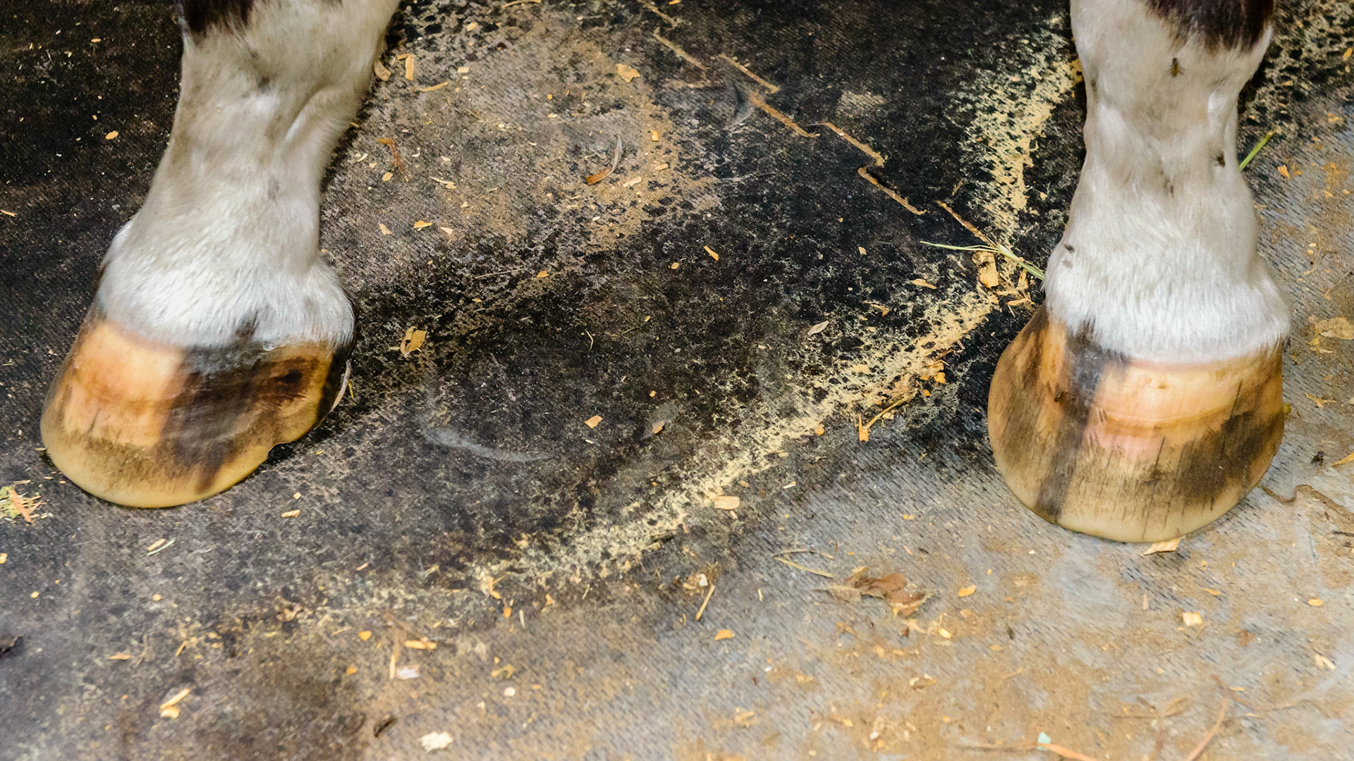 Poor hoof condition includes deformed hoof walls, splayed sides, cracked walls, cracked surfaces and edges, multiple rings and shifted lamellae and tubules. To me the cause comes from a chronic protein deficiency because the hoof is all protein (keratin) with 24% consisting of the one amino acid cystine with its unique disulfide bonds.  These bonds give strength to the hoof eliminating these signs of deficiency once added to the diet for a year. See the associated blogs.