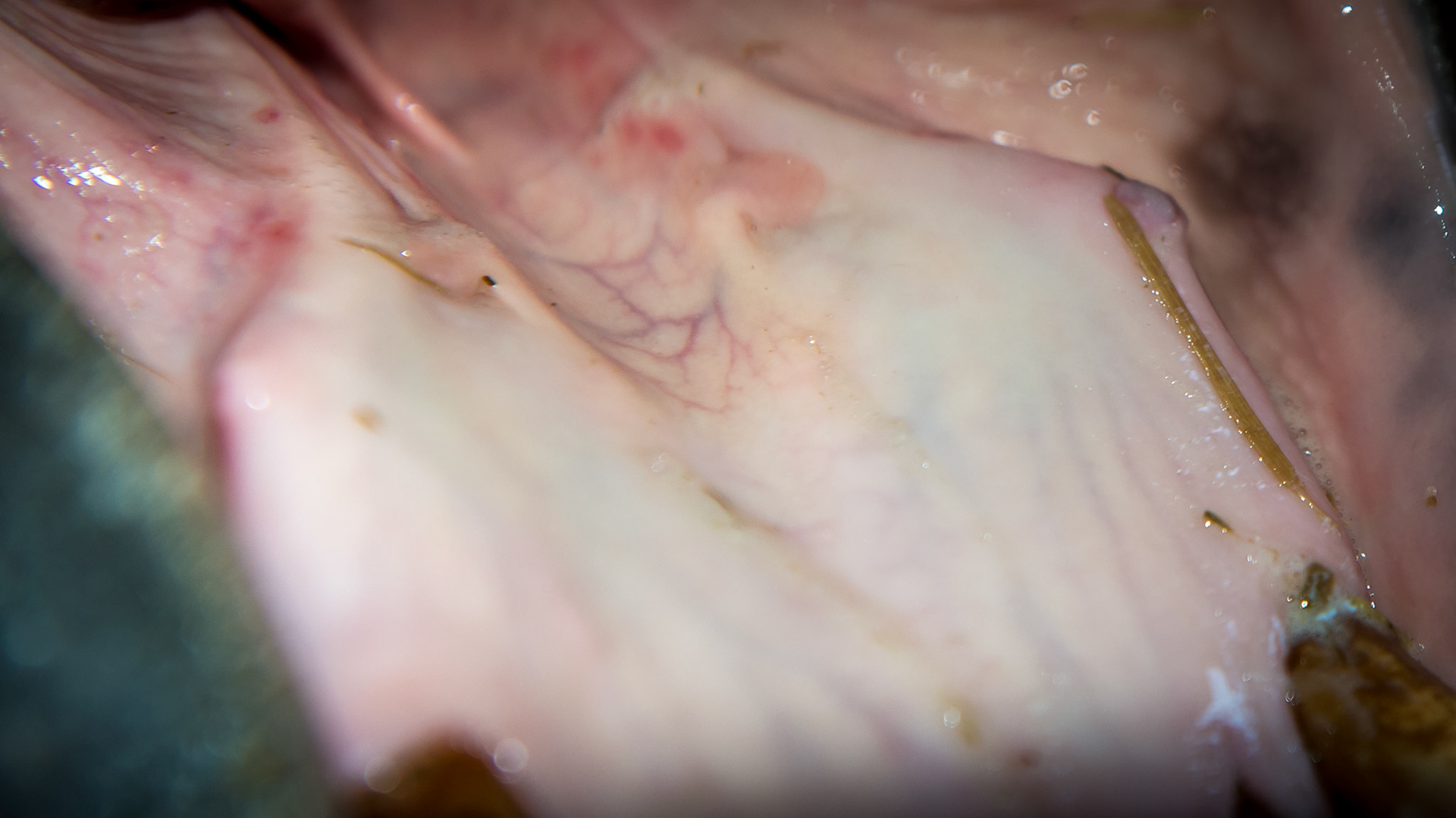 These large canines lie under the mucosa of this 32 year old Sweedish warmblood mare.