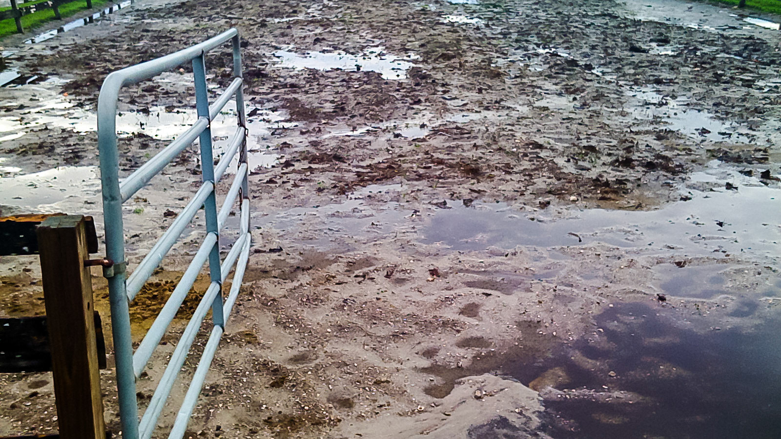 Mud is everywhere on this large boarding barn where turn out is limited to these paddocks.