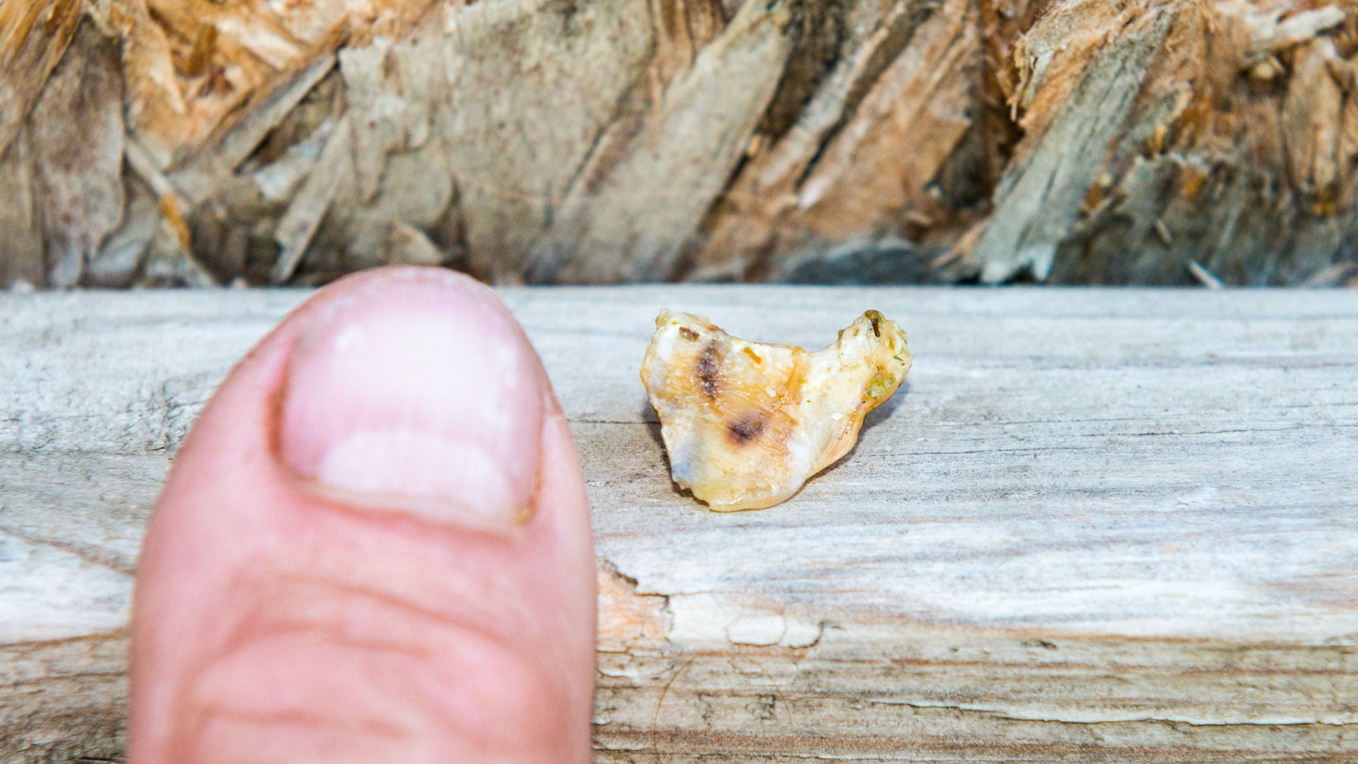 This hook the size of my thumbnail was removed from 211.  The edge facing you was as sharp as you see it and facing the opposing gum.  The cut surface is facing away from you.