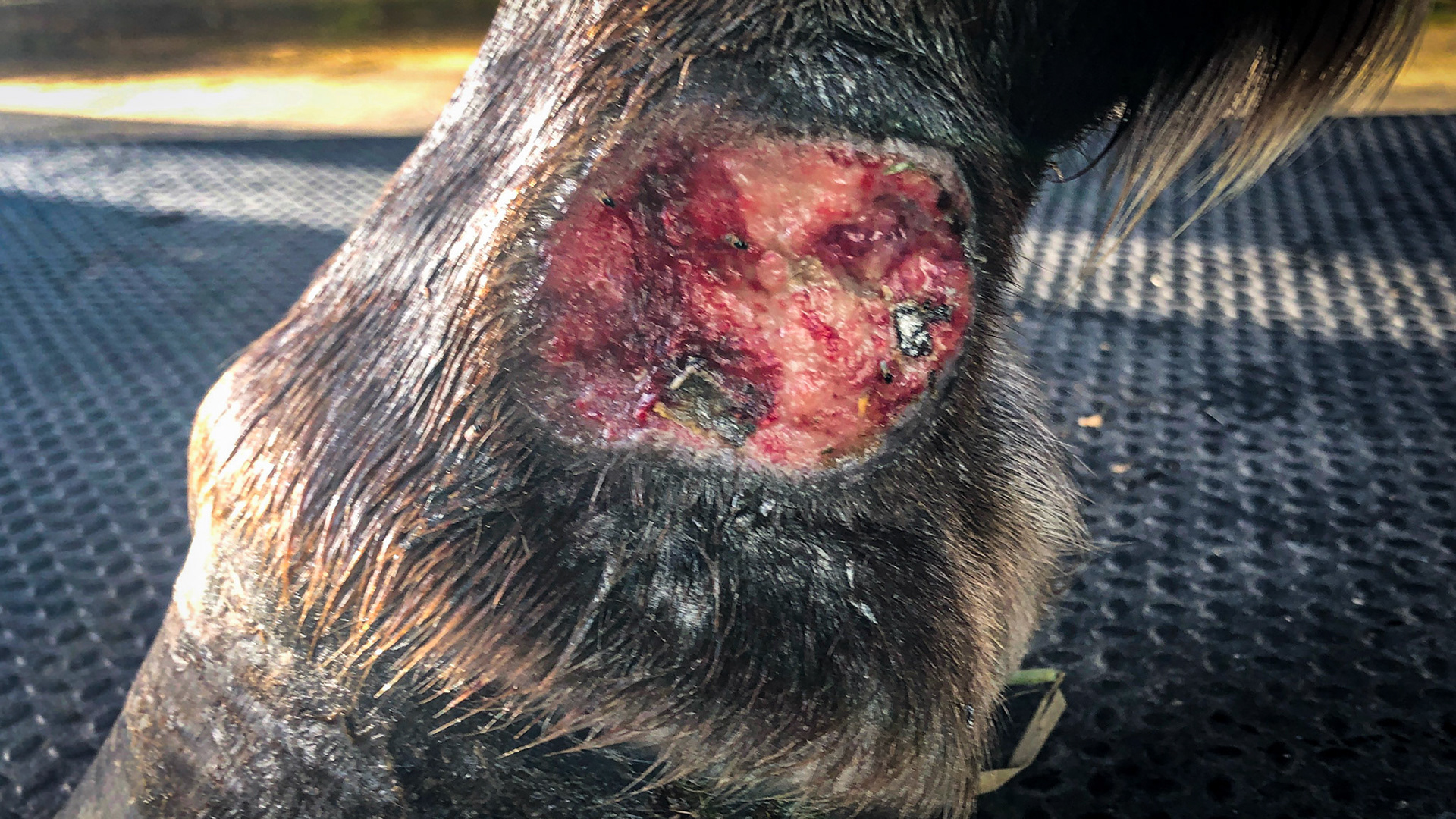 Summer sore before any treatment or bandaging. 6/25/2019