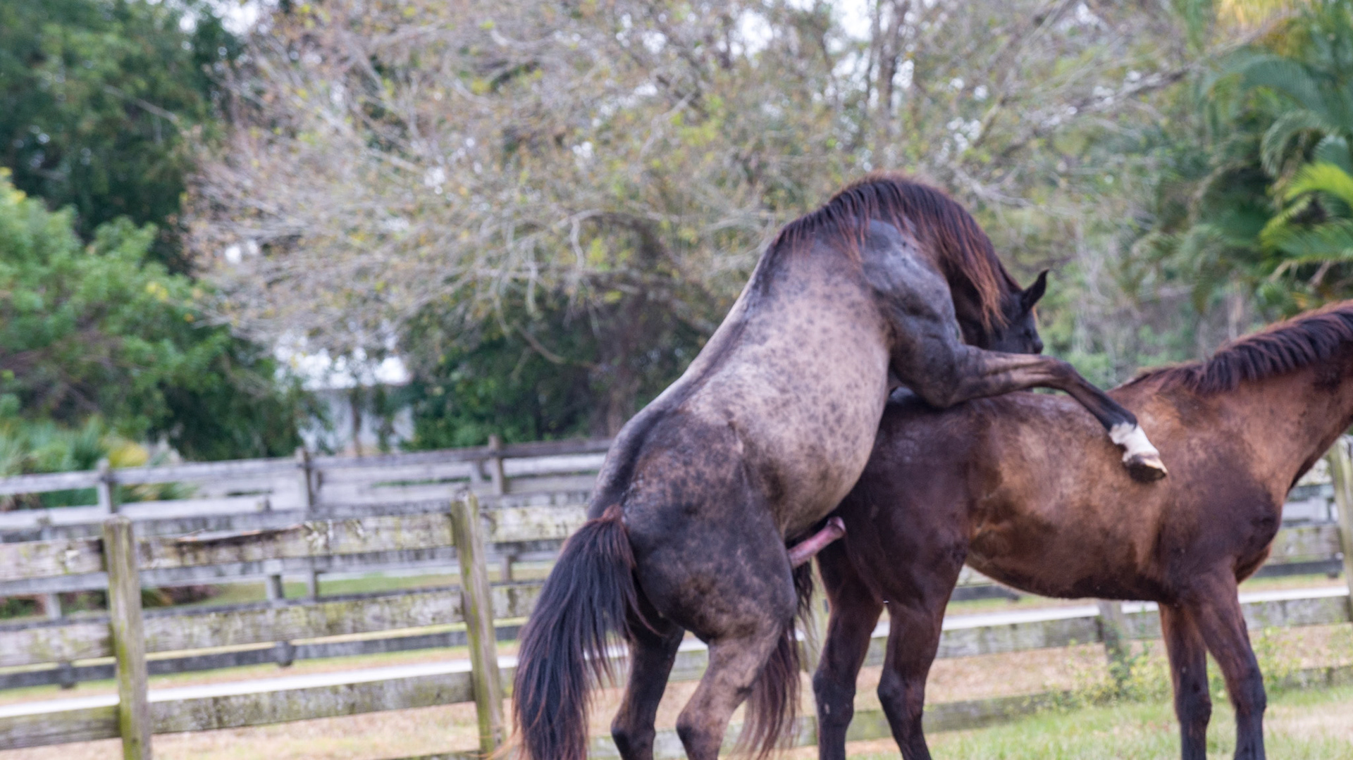 7/25 - Now he is in position with his front hooves towards the shoulder.  However, he is unfit as his hind limbs need to push him higher.  When a short stallion breeds a tall mare, the same result occurs which is frustrating for both horses.  The stallion cannot penetrate the mare because he is not tall enough.