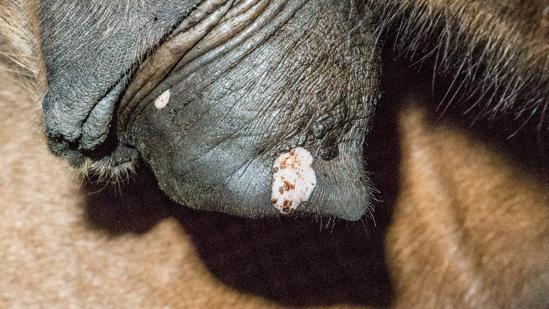 Most likely two very mild summer sores (habronemiasis) worth watching and being proactive in treating with deworming and applying medication.