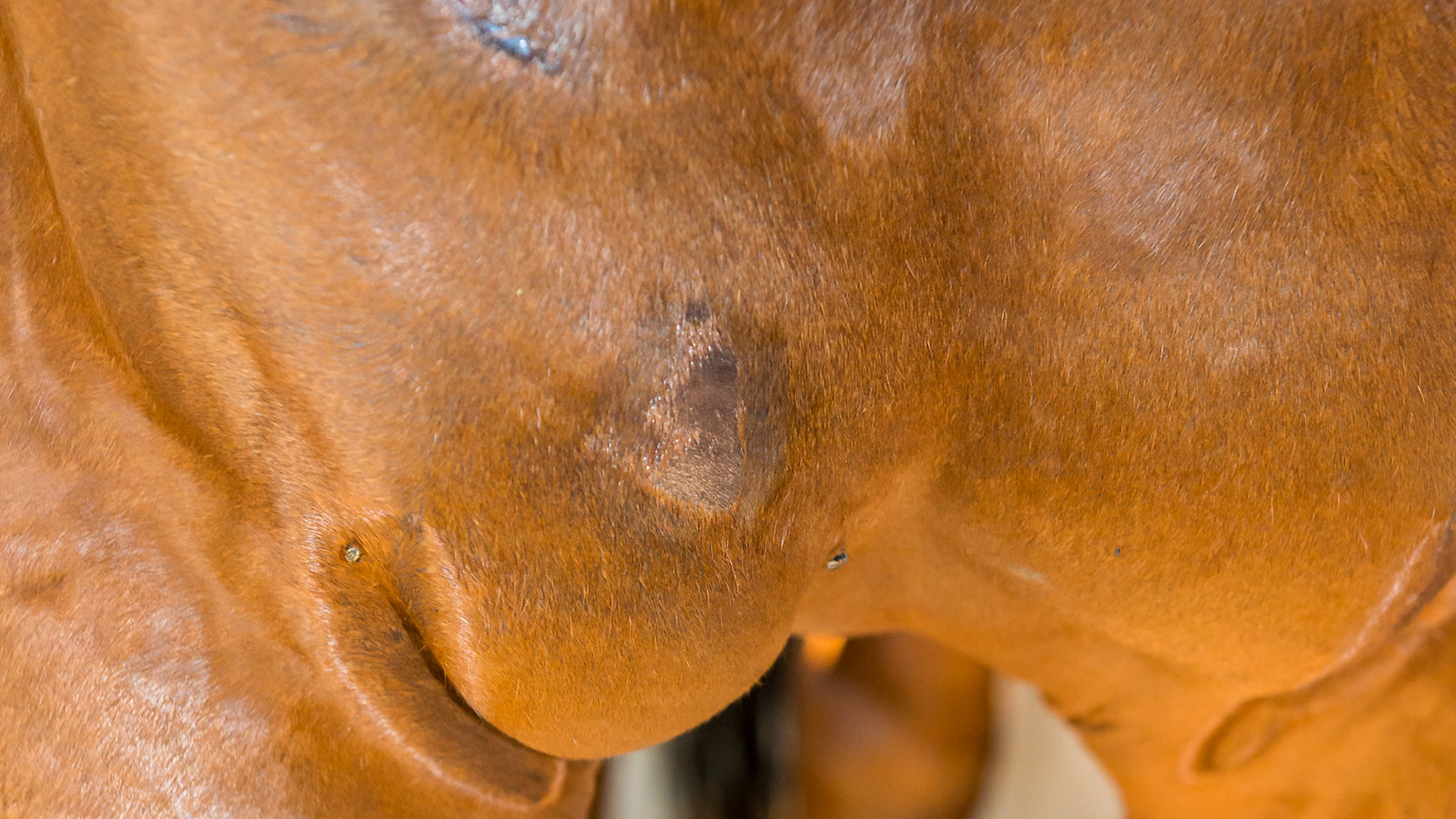 The accumulation of fluid in this area between the from legs from trauma above is common.  Gravity is the cause of this dependent edema and indicates that some time has passed since the injury occurred.  It will slowly absorb and is not a problem.