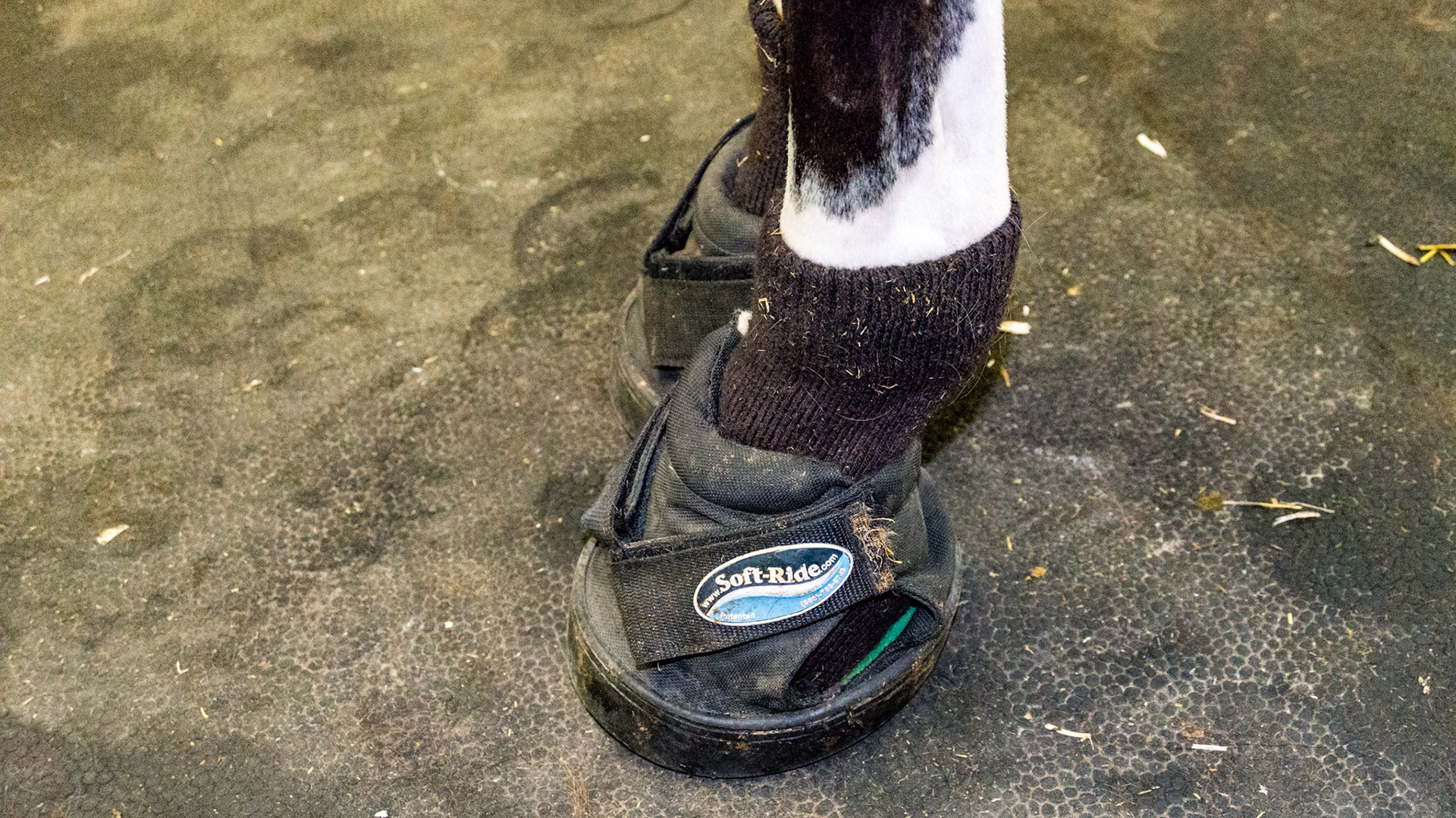The sock is to cover the scratches he has. The cushioned boot is for protecting the soft and sore soles while being turned out on hard ground.