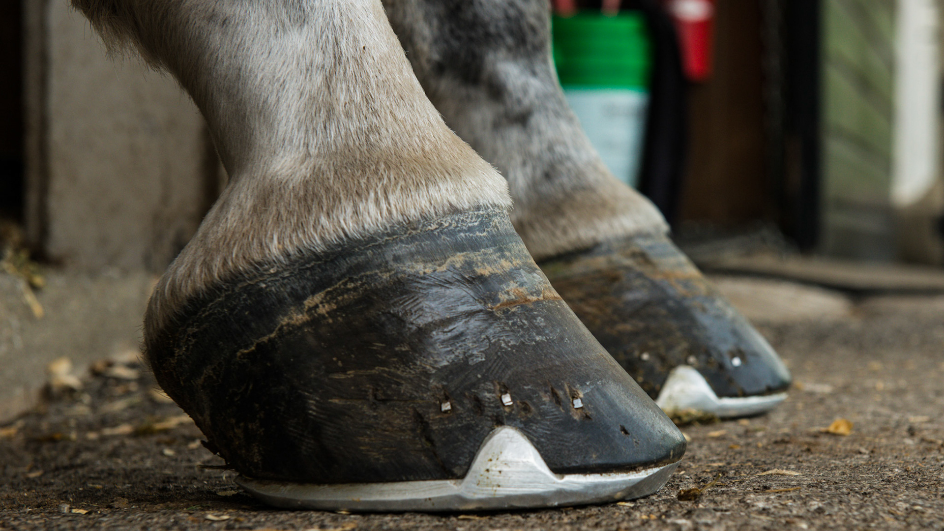 Horse B - One horse with 2 completely different front hooves. The RF has vertical side walls, a dished in toe, elevated coronary band on the inside, and long and uneven heels. The LF appears more normal with a balanced shape and even coronary band, however, the hoof pastern axis is slightly broken and the heels are underslung.
