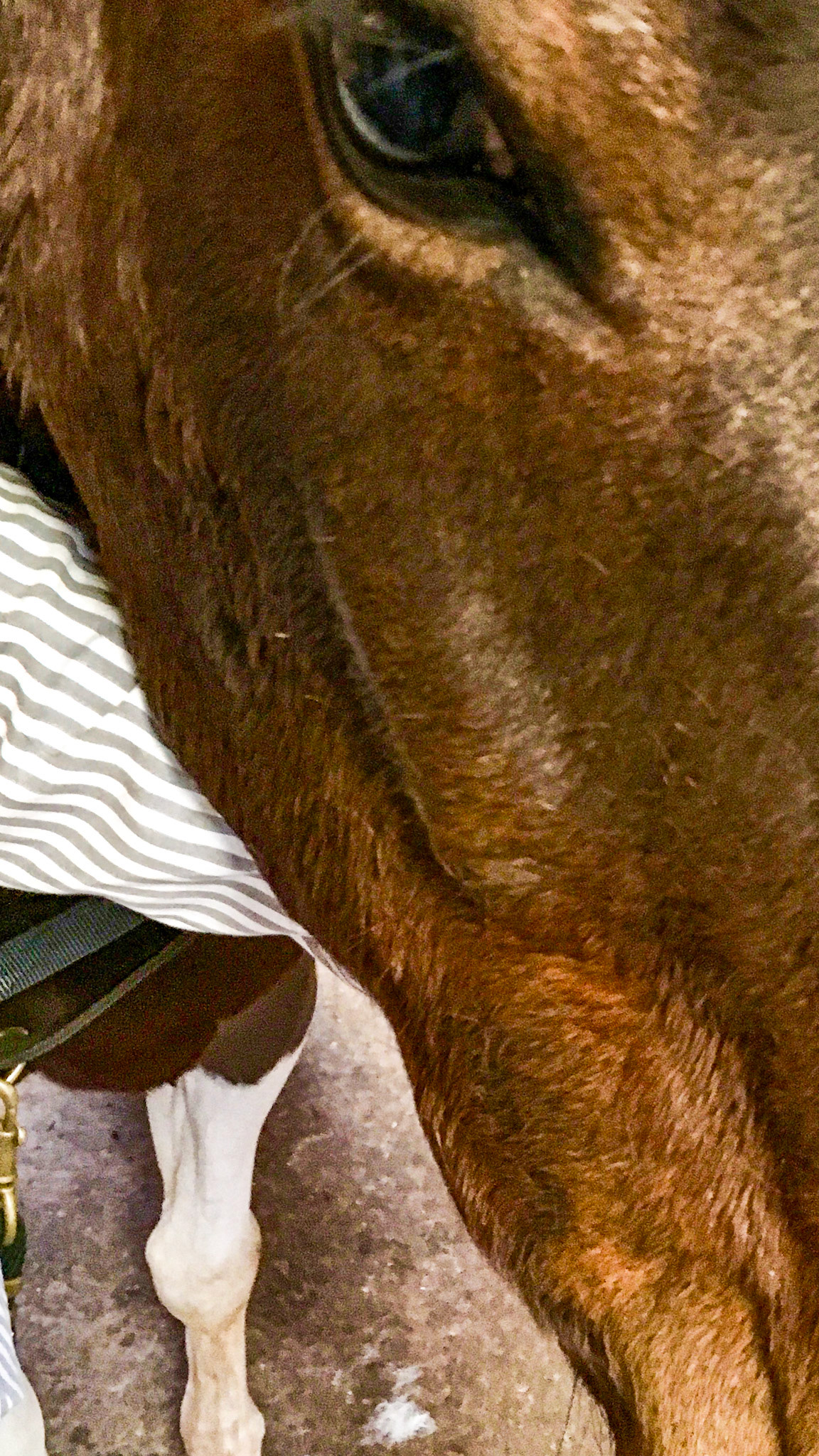 Right masseter muscle atrophy from EPM. He was responsive to treatment with levamisol decoquinate.  However he is unable to open the mouth fully and is unequal in tooth wear - sharper on the left.