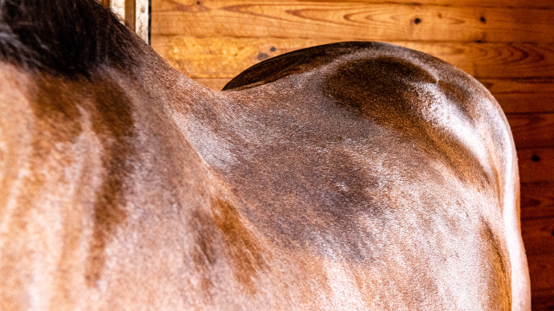 Top Line Score C = loss of musculature along the spine from the withers to before the rump (croup).