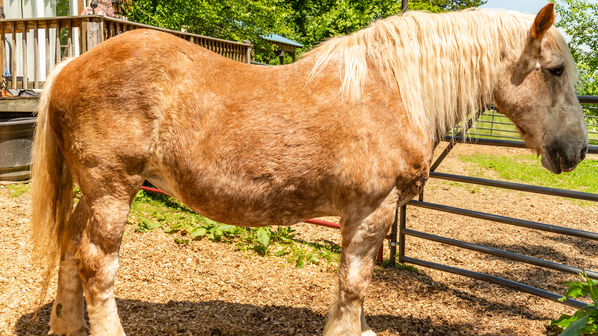 Horse A - BCS 9 - Extremely Fat ~ Very discernible crease down the spine; patches of fat on the tail head, shoulders and neck; fat dimples on the flanks and buttocks.  This horse could float on water like a fishing bob.  The official registered color of this horse is Belgian red and graying.