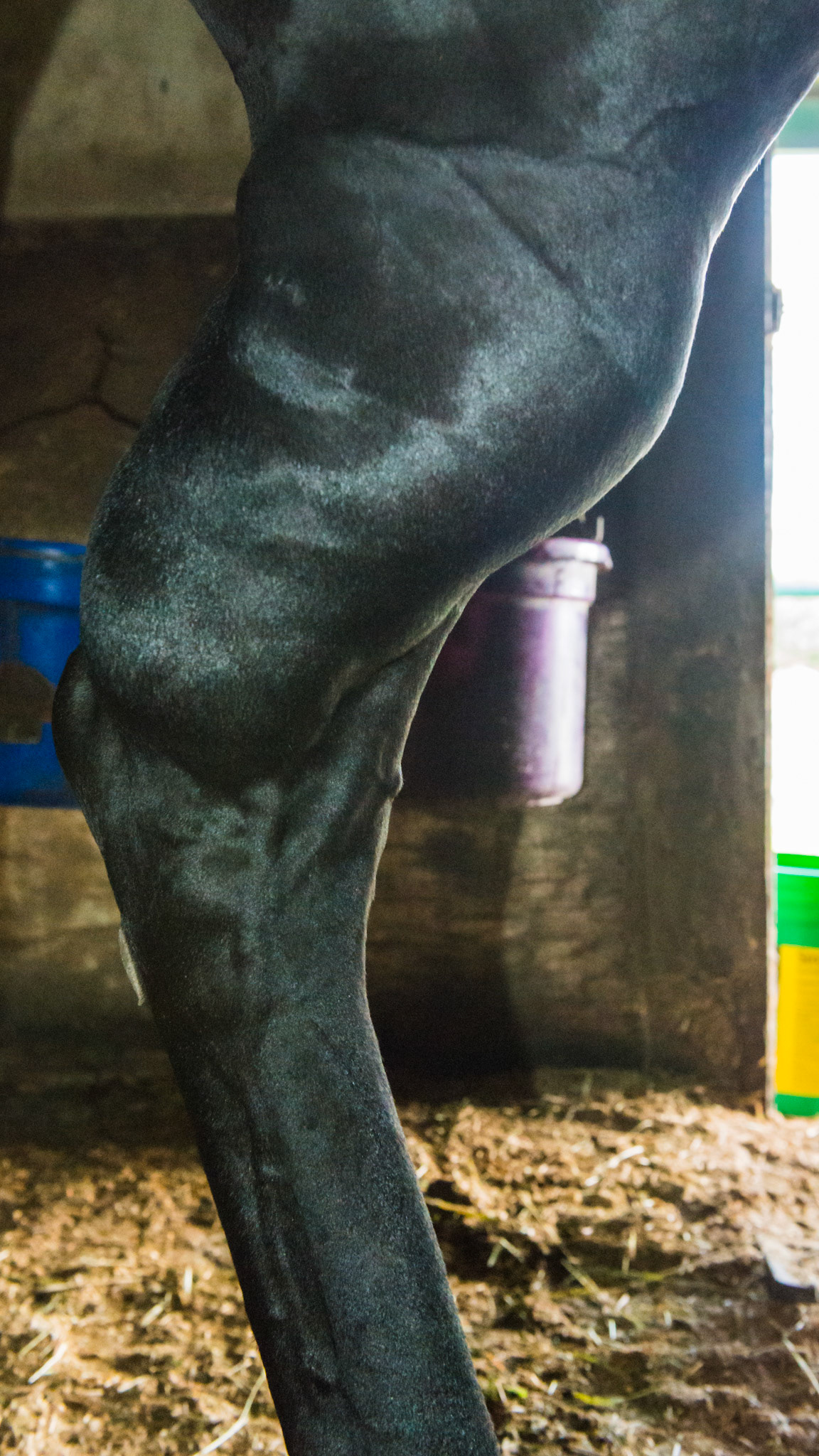 This is an "undiagnosed" injury caused on a July 4th evening many years ago where the fireworks caused this horse to run to exhaustion..  He is sound and is successfully competing in dressage with this leg. Unfortunately about 2 years after this photo he was euthanized.