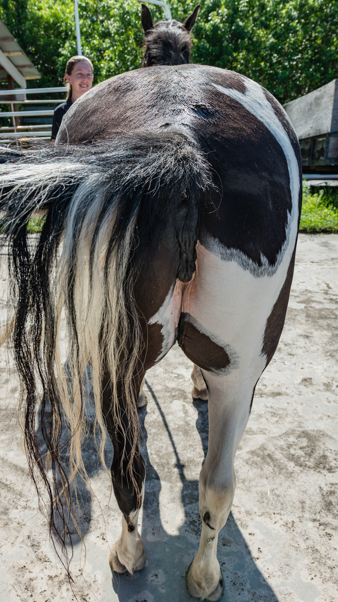 Horse B - BCS 7 - Fleshy ~ A moderate trough along the backbone and more fat covering the ribs, tail head, withers, neck, and shoulders.