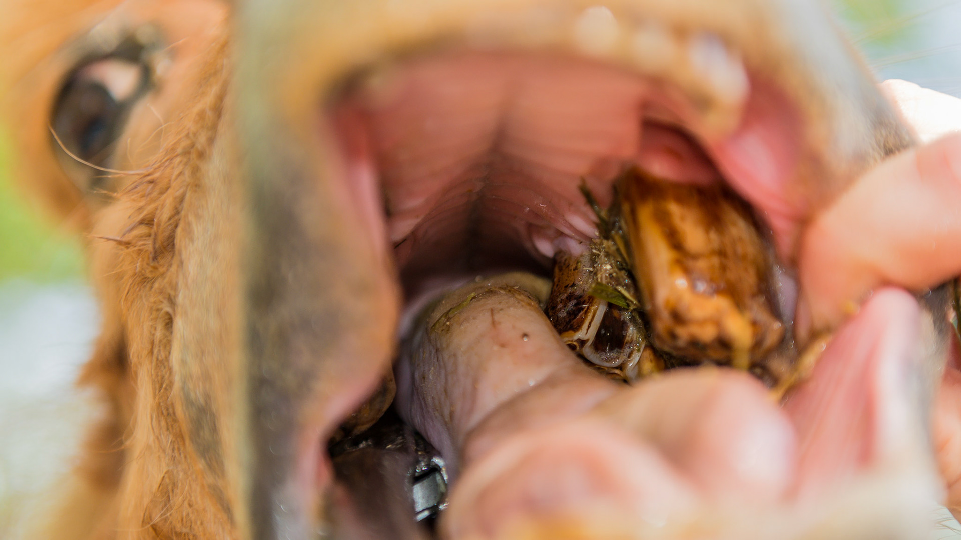 A 13 year old mini with a firm lump on the left side of the face.  #207/8/9 are displaced medially towards the palate.  The pony cannot clean out this area of feed due to the physical obstruction.  This has been a life long problem.