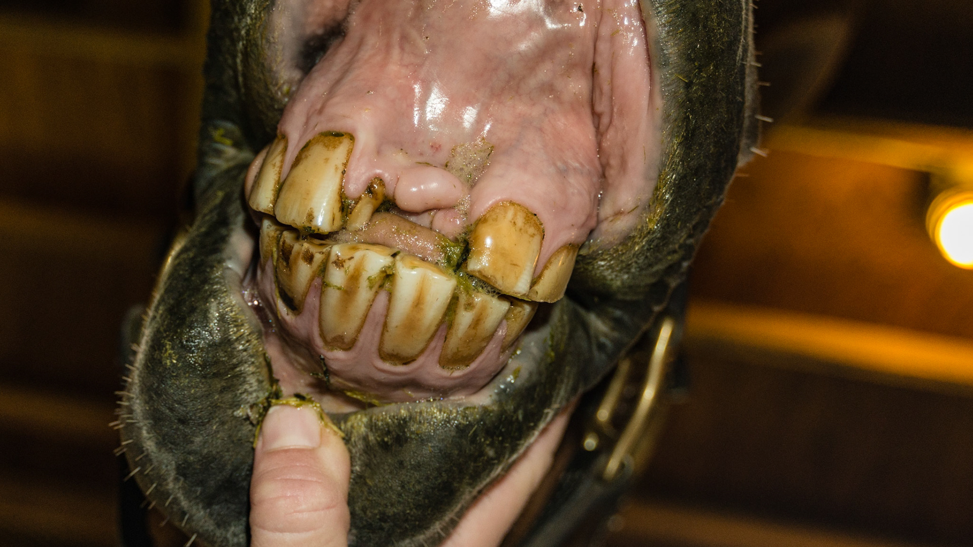 5/17/2003 = 10yr 0mo WB G - Missing upper incisors #101 &amp; 201