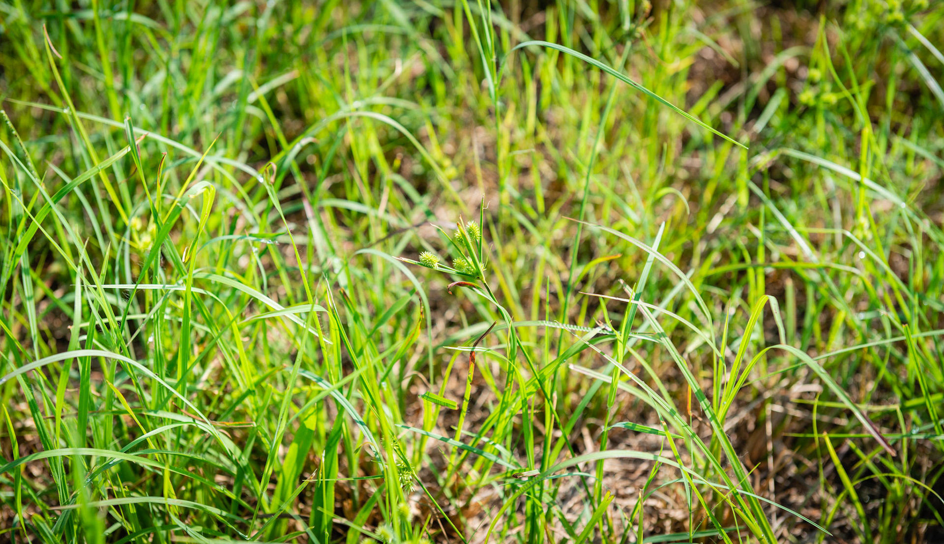 This grass was recently mowed and baled into hay.  This awn looks unfriendly for pasture.